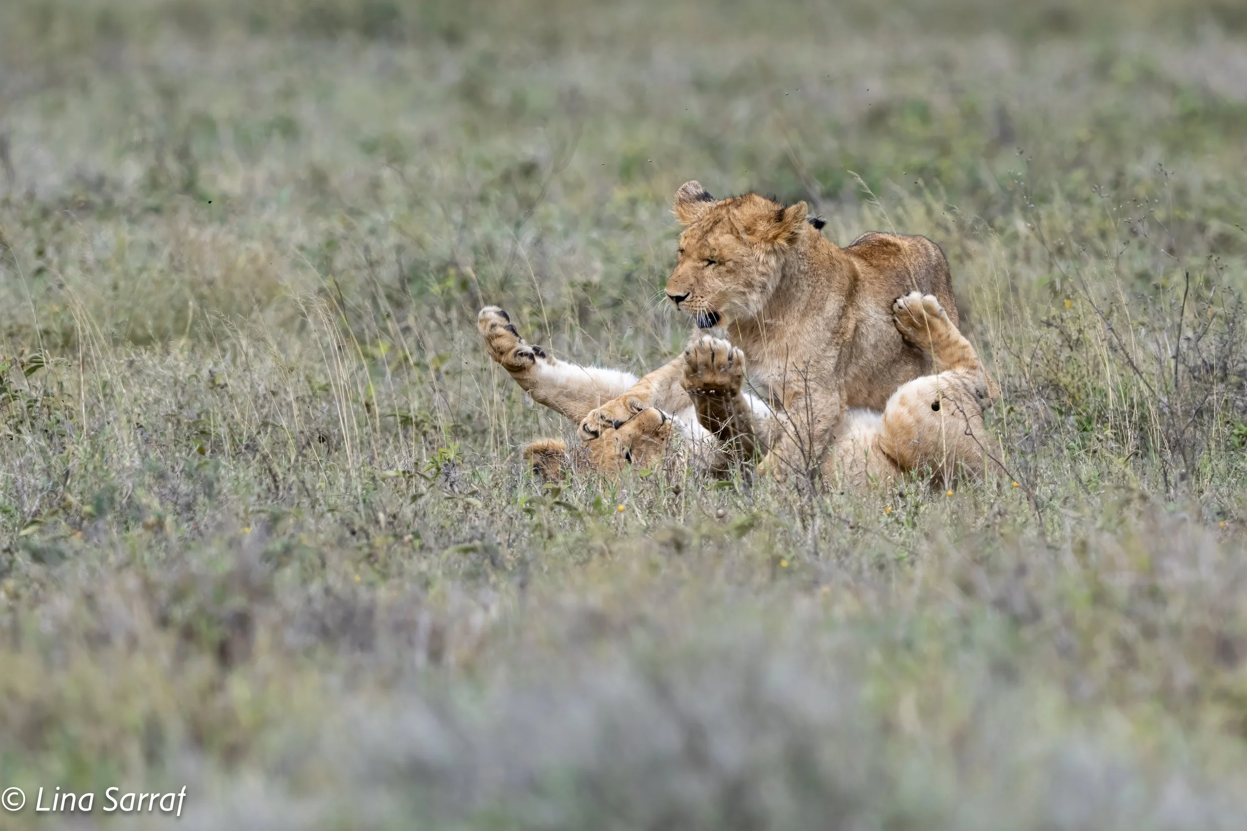  wildlife-817.jpg