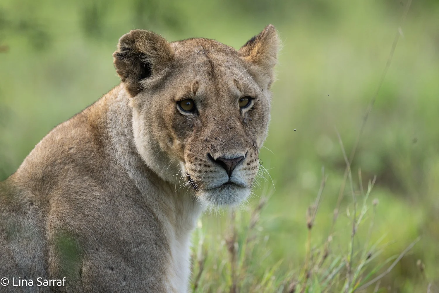  Africa Z9D_6245669.jpg