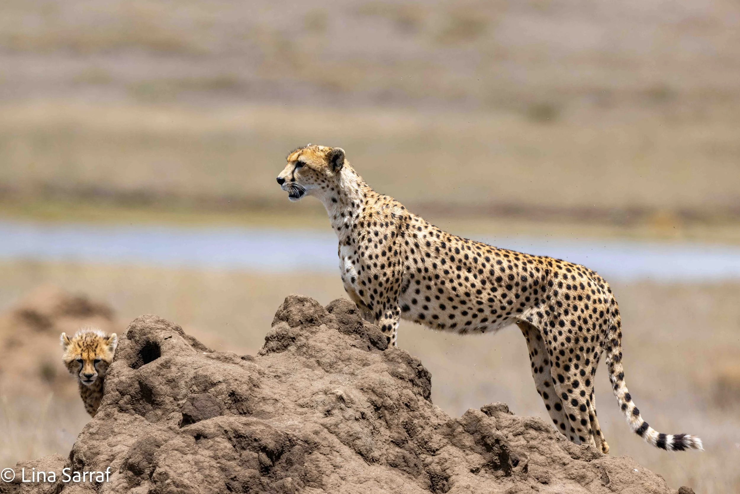  wildlife-5.jpg