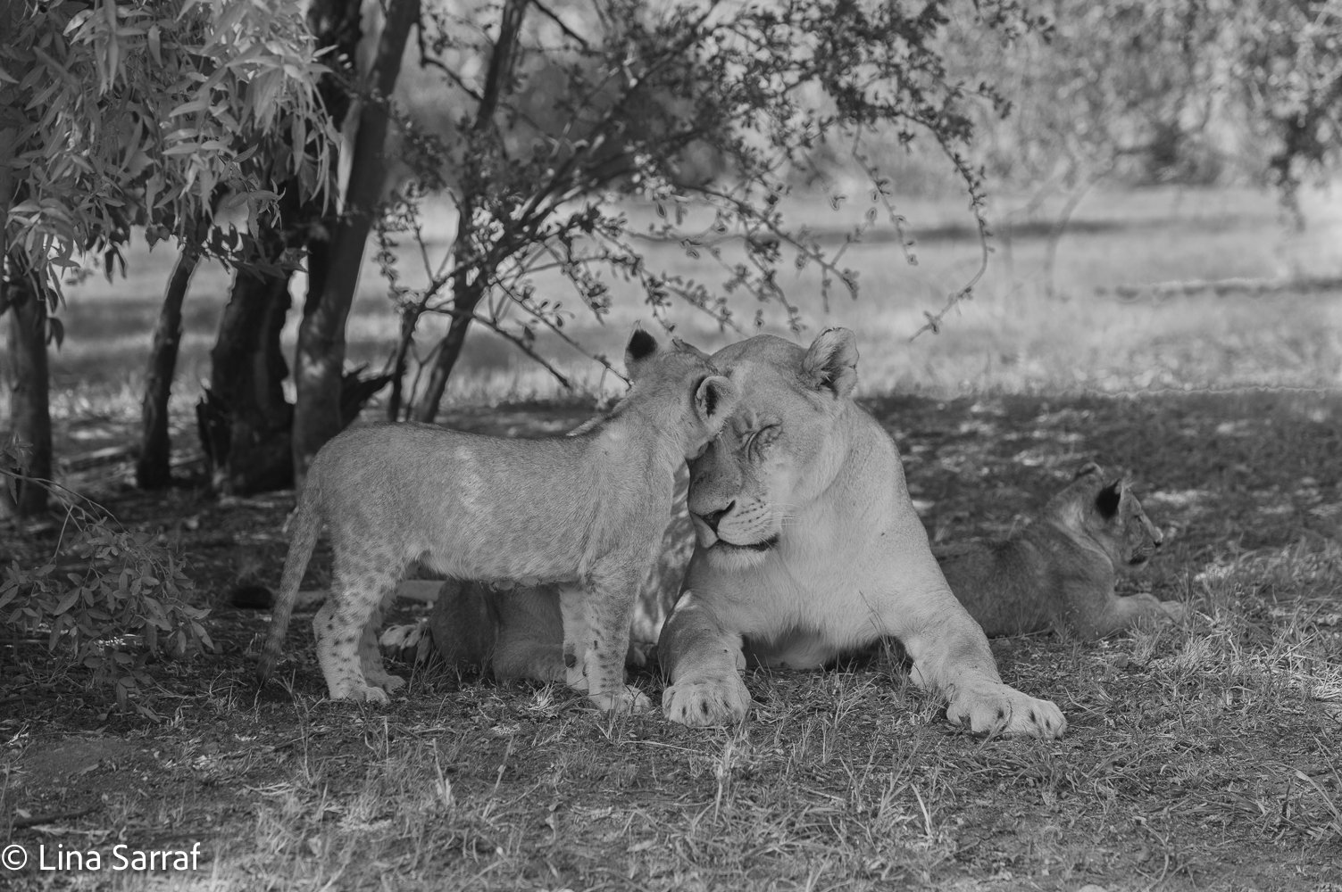  AfricaDSC_970141.jpg