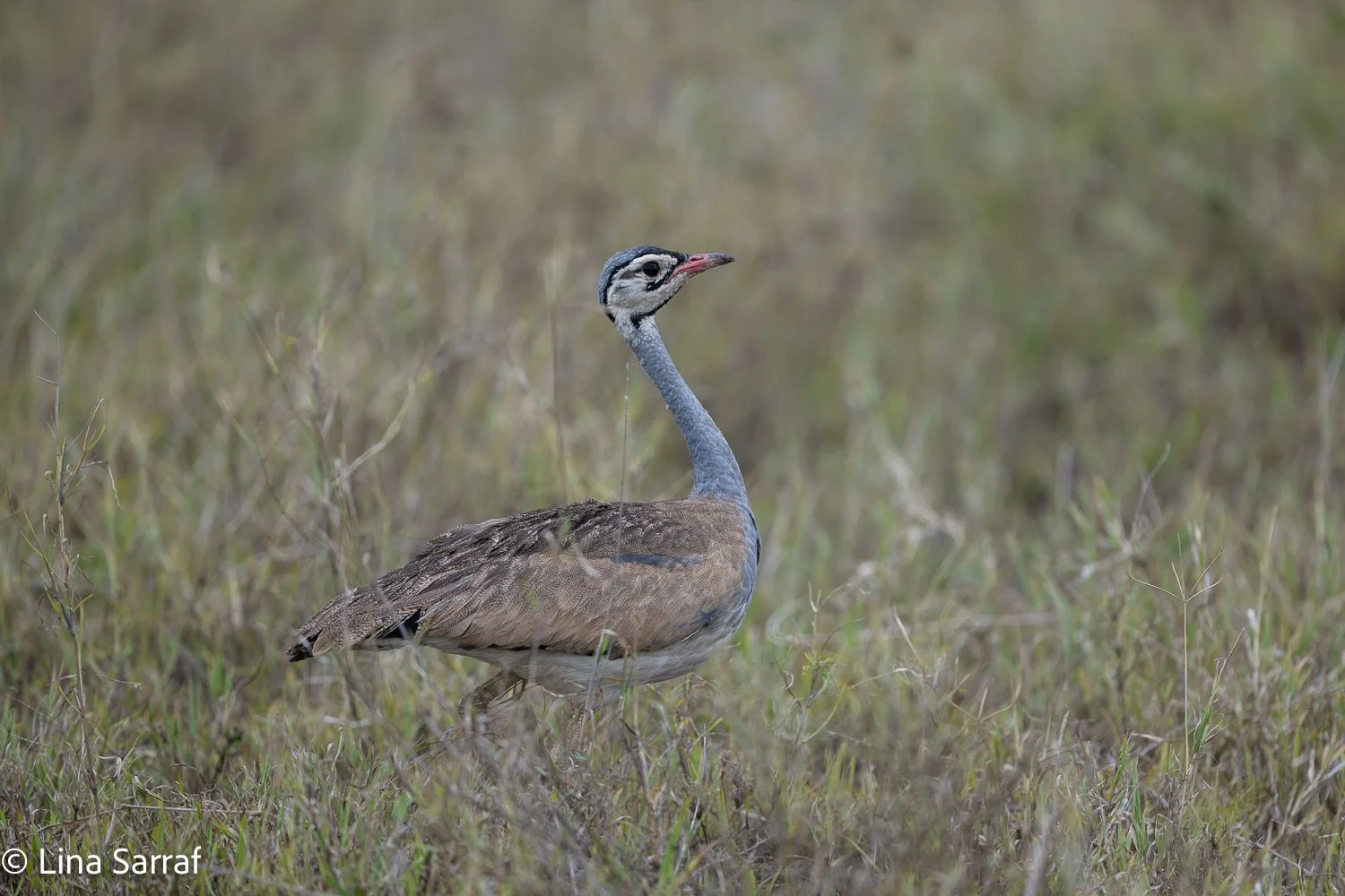  Africa Z9D_3226537.jpg