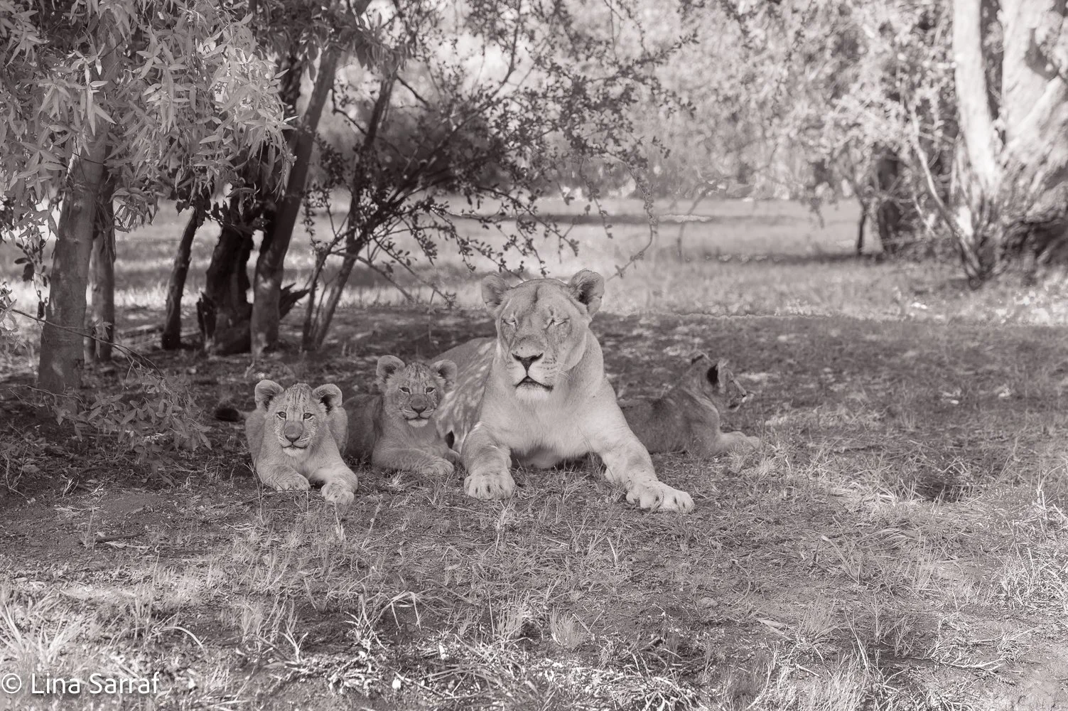  AfricaDSC_968027.jpg