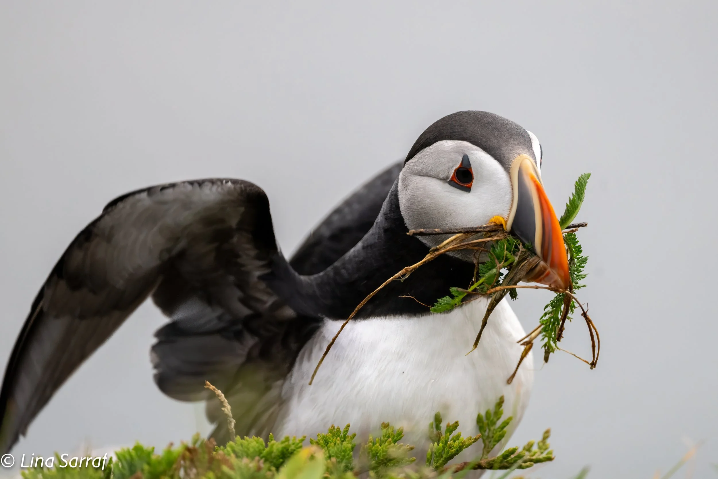 wildlife-35.jpg