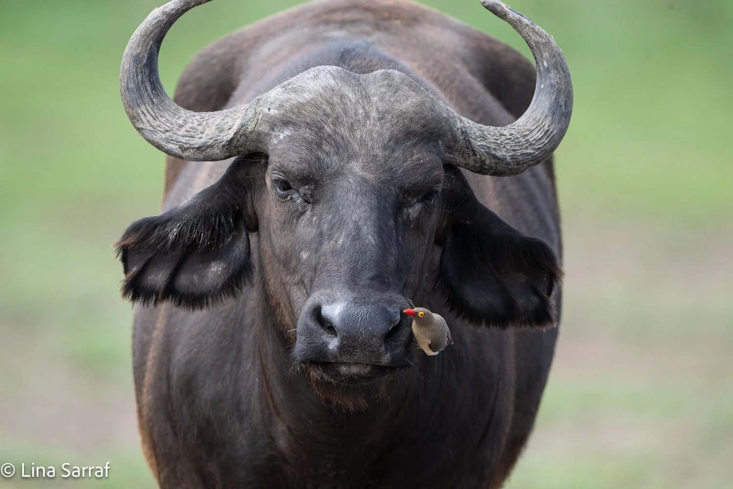  Africa Z9D_7345437.jpg