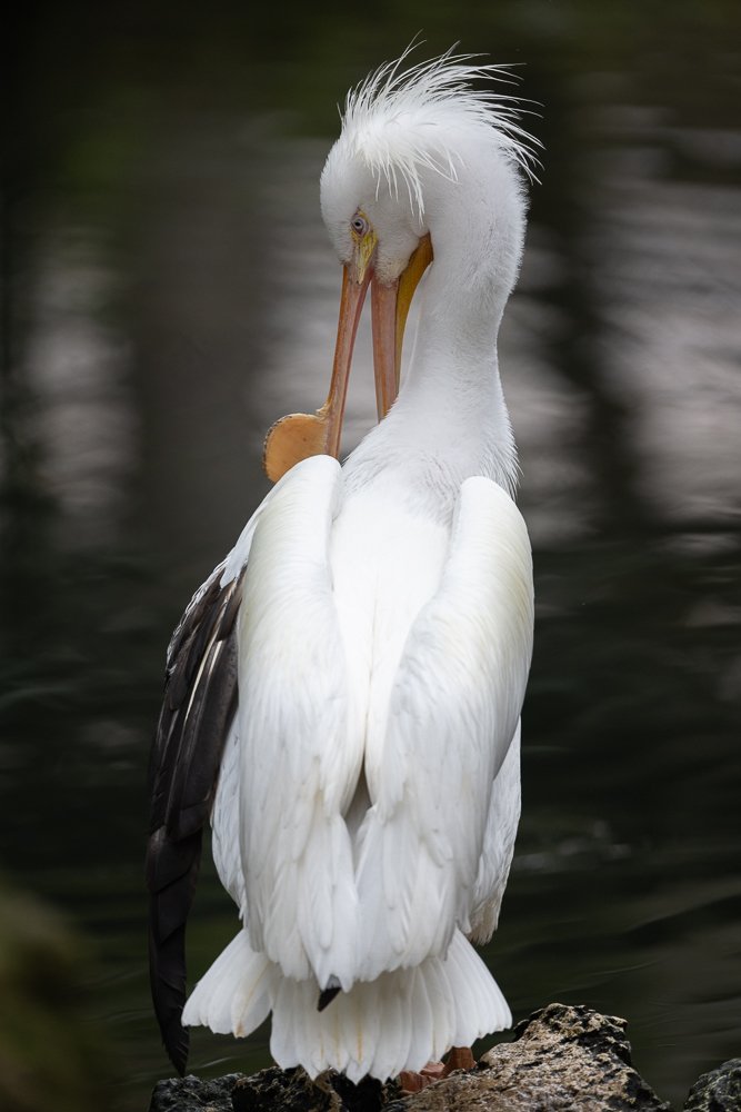 FloridaZ9D_6286980.jpg