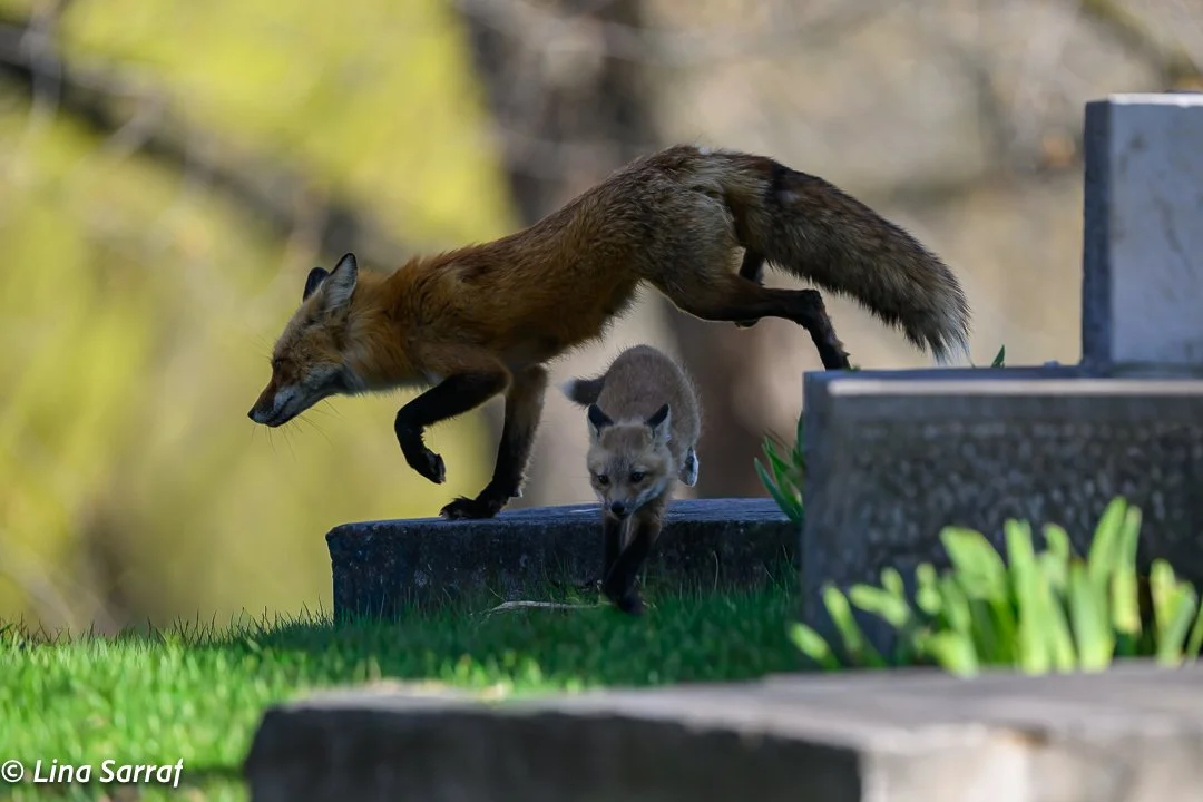 Red Fox Mom and Cub