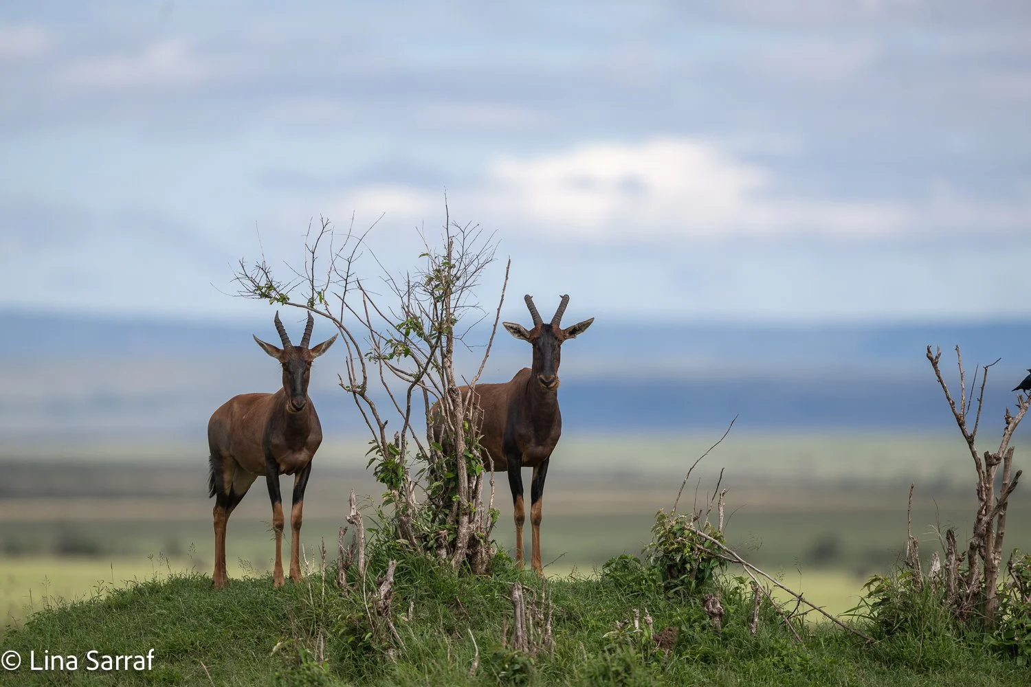  Africa Z9D_1685380.jpg