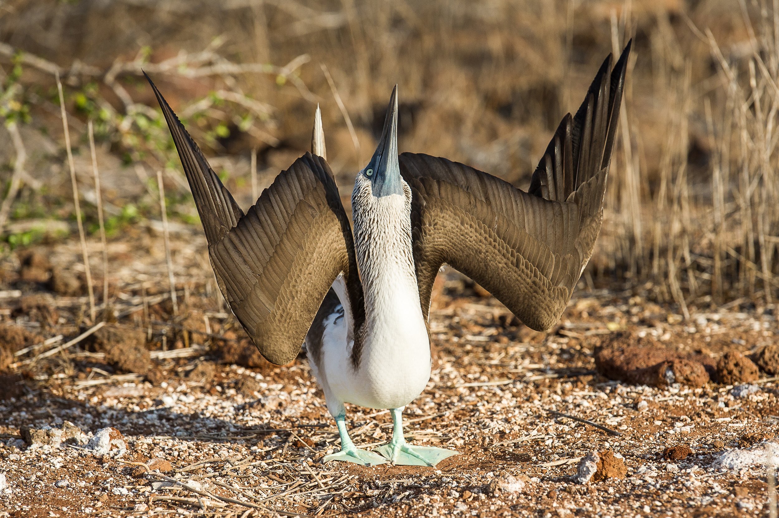 A blue-footed booby bird with its wings spread wide, standing on sandy ground with dry grass in the background.