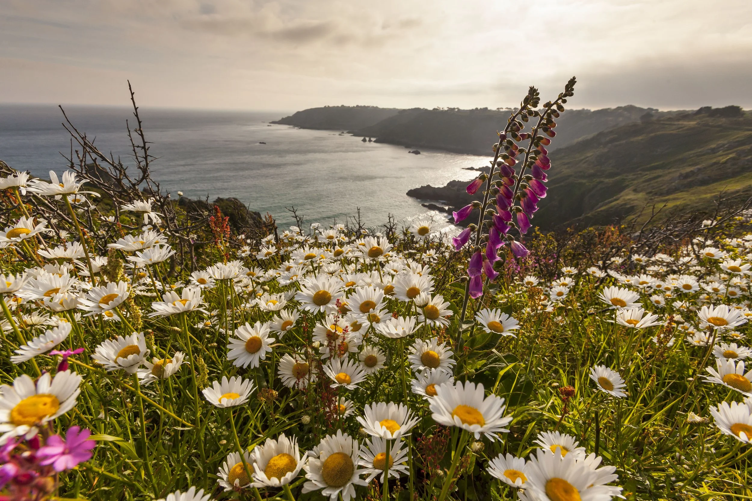 Clifftop wildflowers in bloom along Guernsey coastline