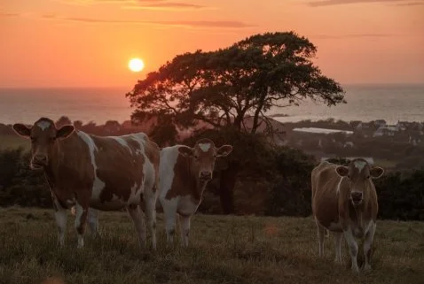 Guernsey cows in a field at sunset