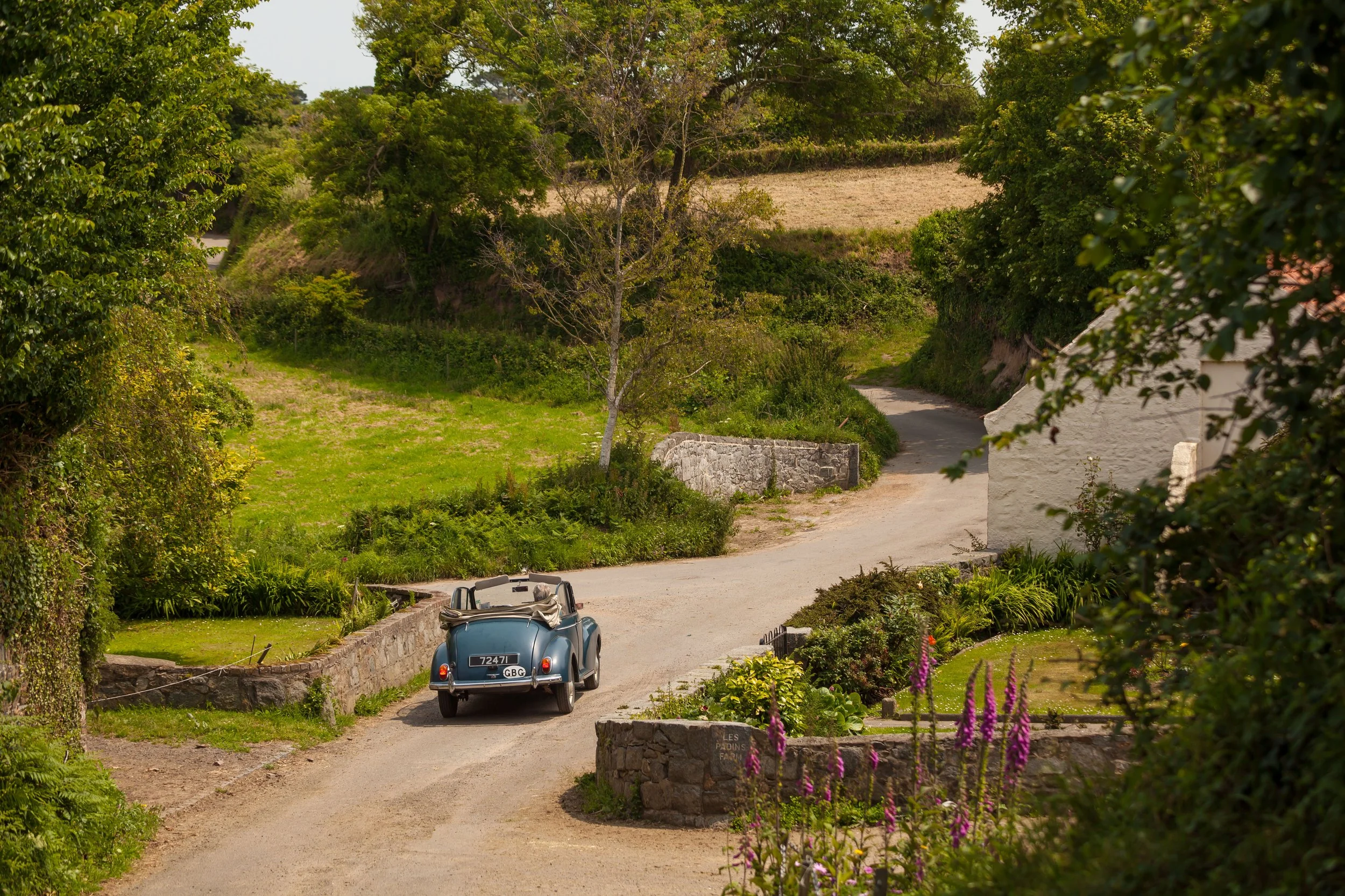Vintage car driving along a quiet country lane in Guernsey with chickens crossing the path