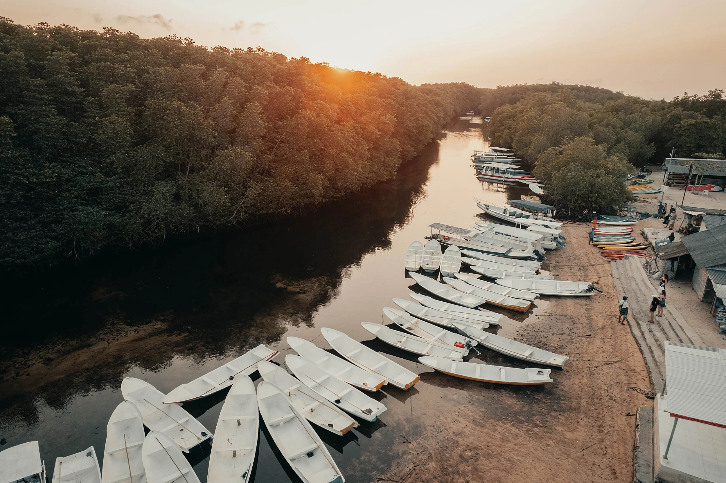 mangrove drone stories final.jpg