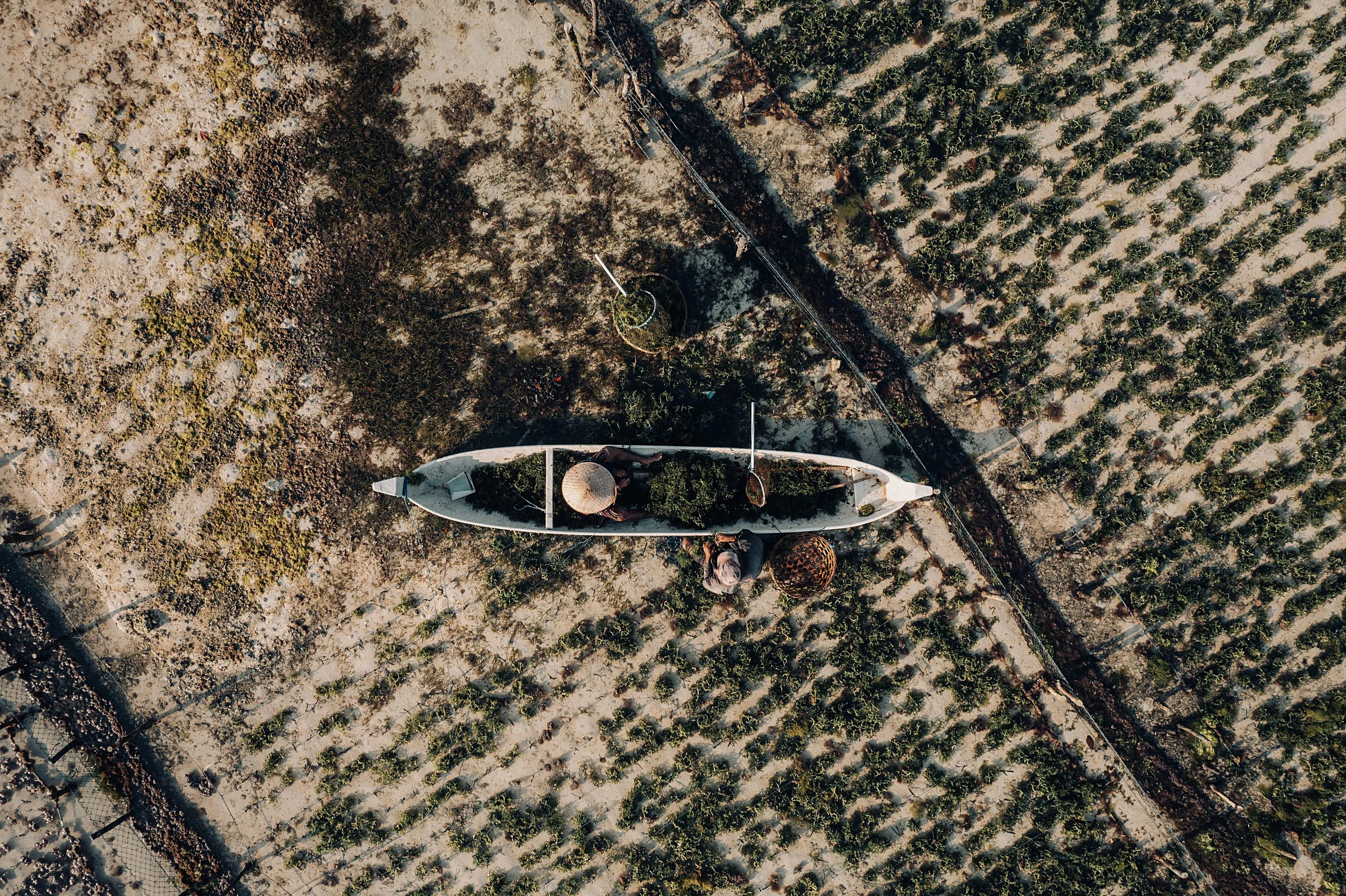 sea weed drone final.jpg