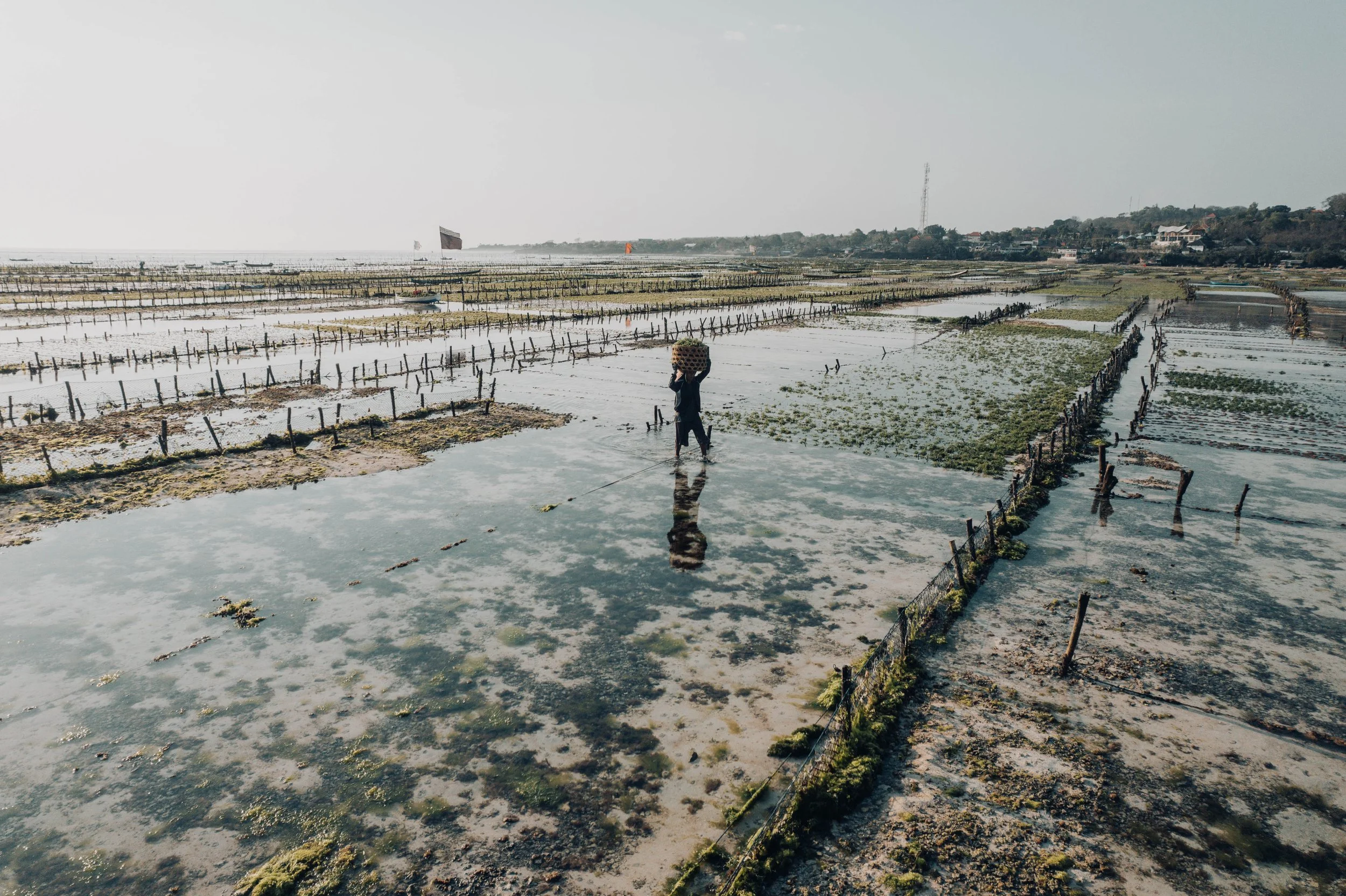sea weed drone-2.jpg