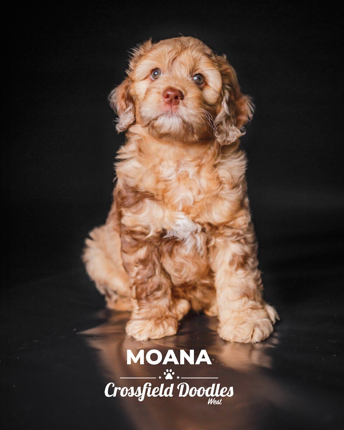 Moana 7 wks S:M.jpeg