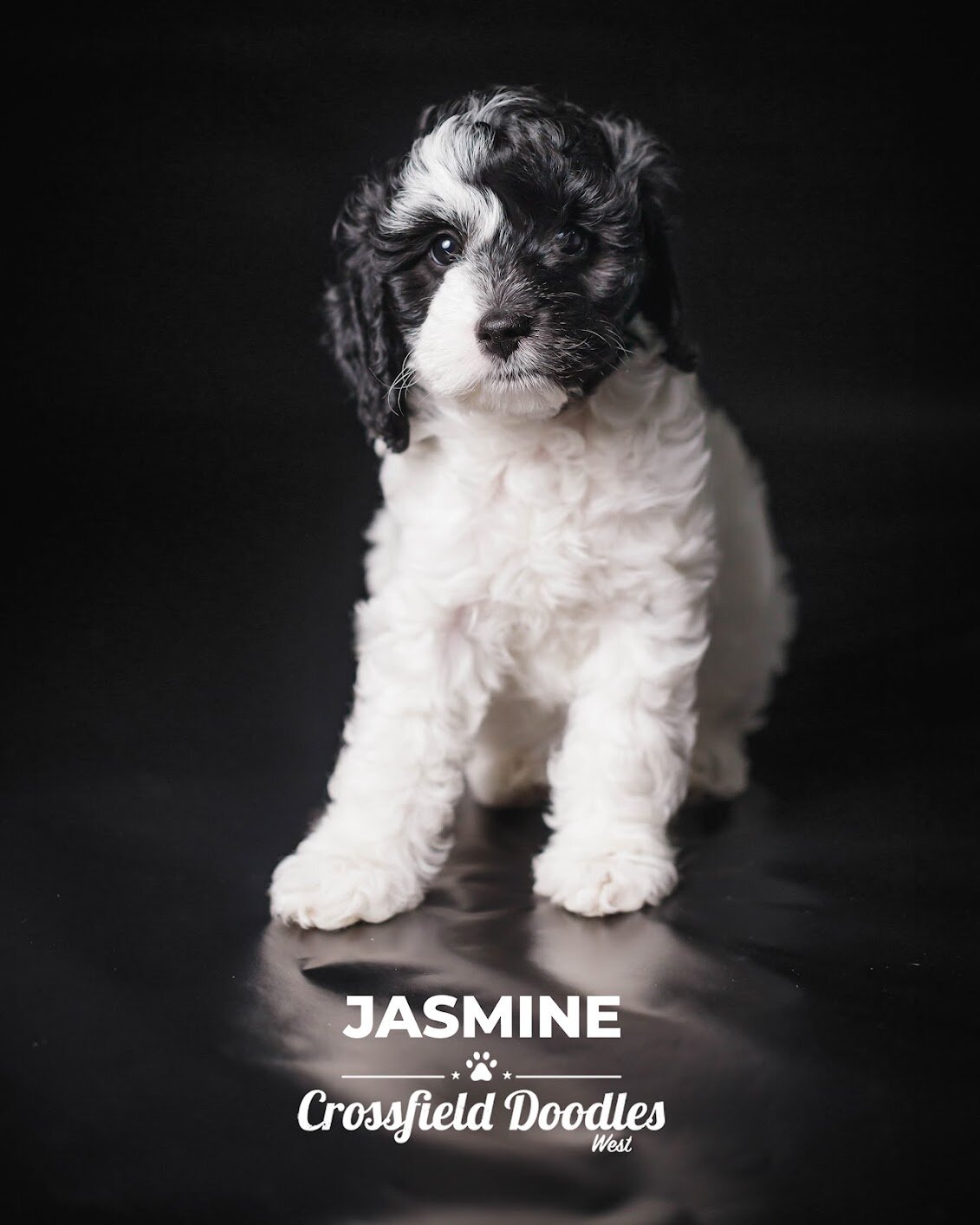 Jasmine 7 wks S:M.jpeg