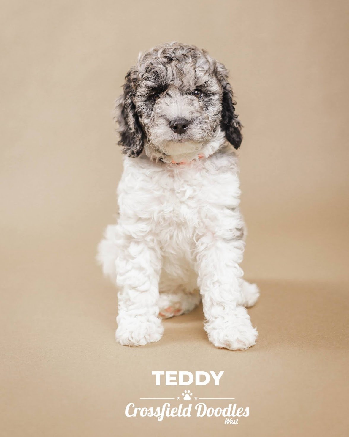 Teddy wk7.jpg