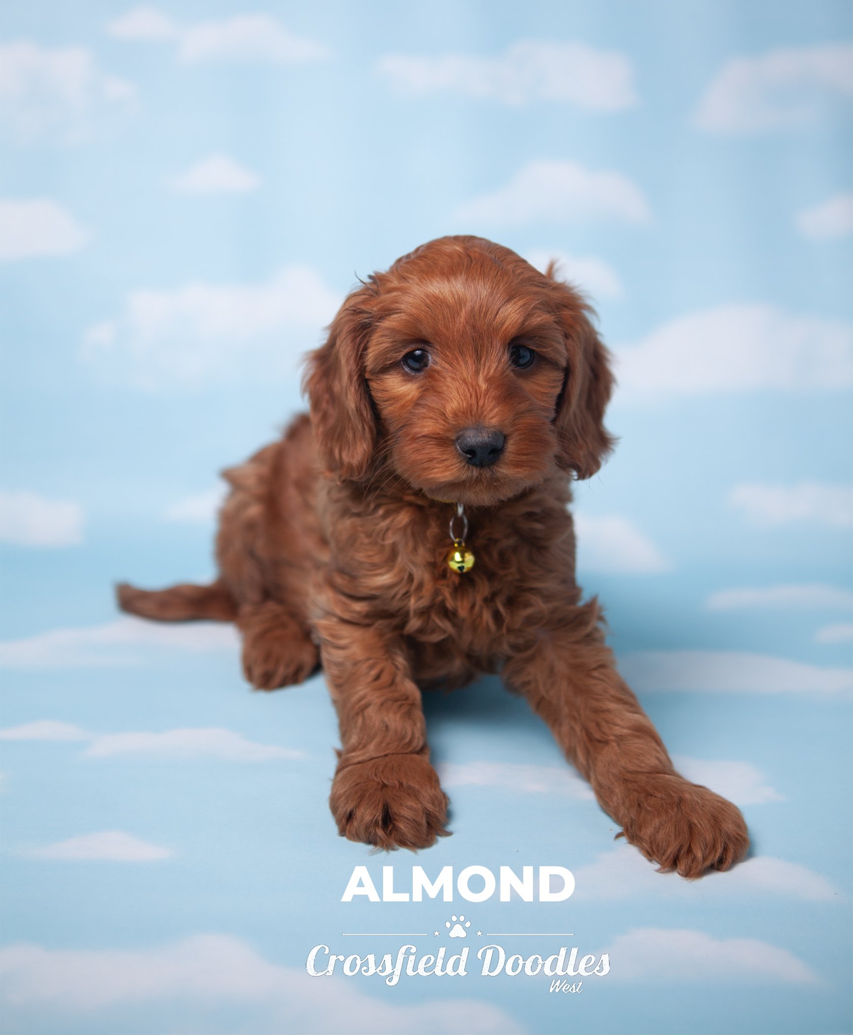 Almond_Week7.jpg