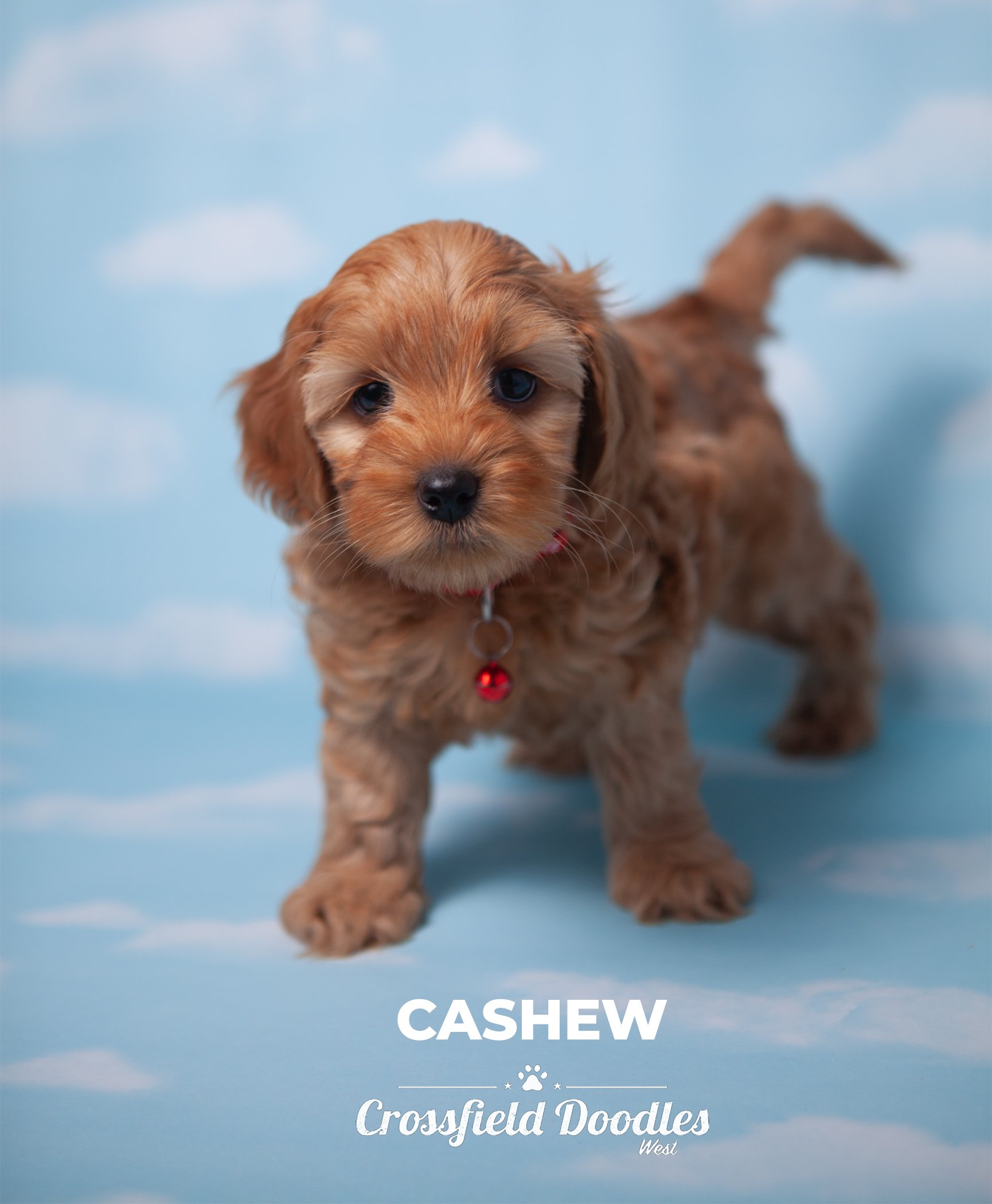 Cashew_Week7.jpg