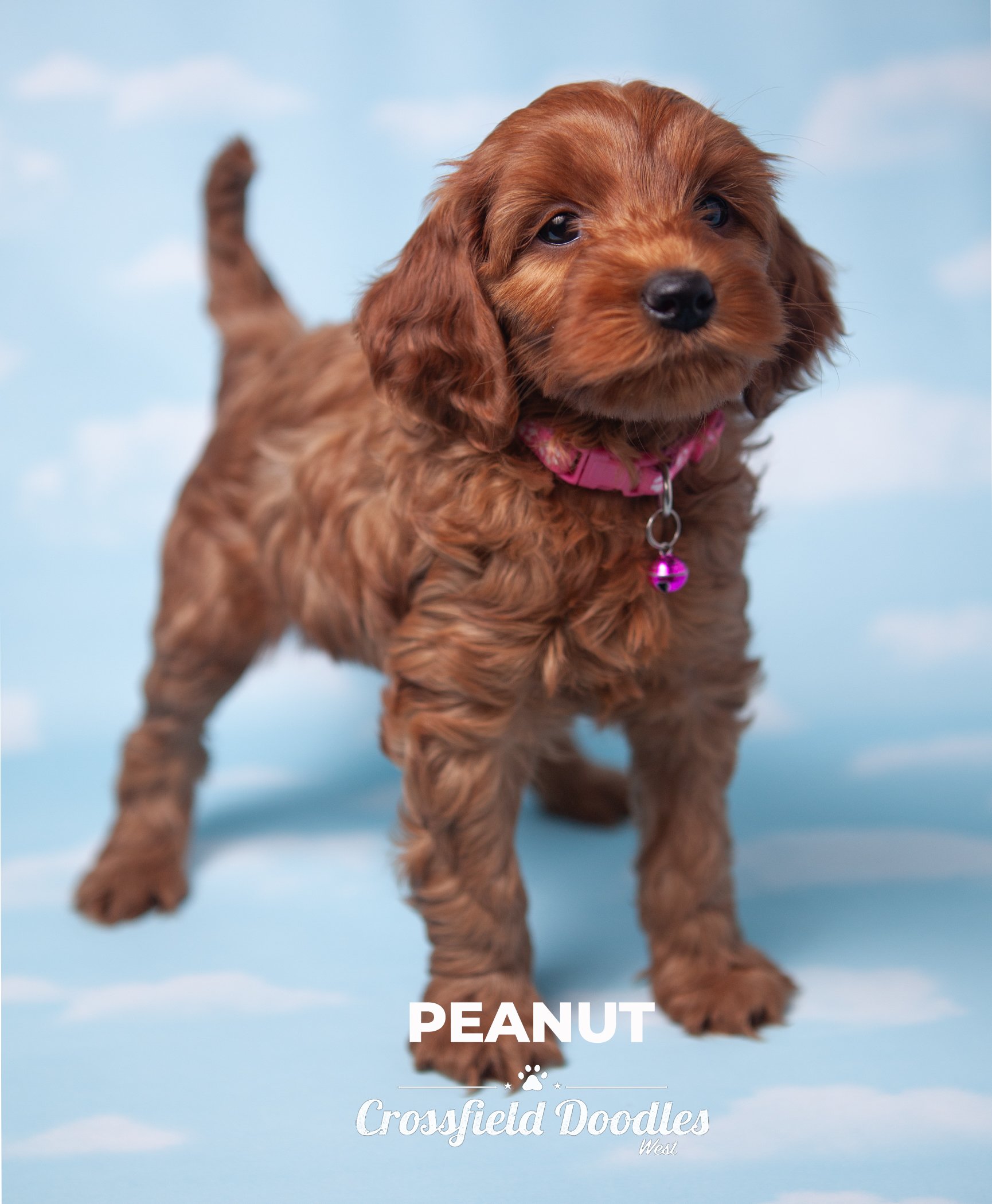 Peanut_Week7.jpg
