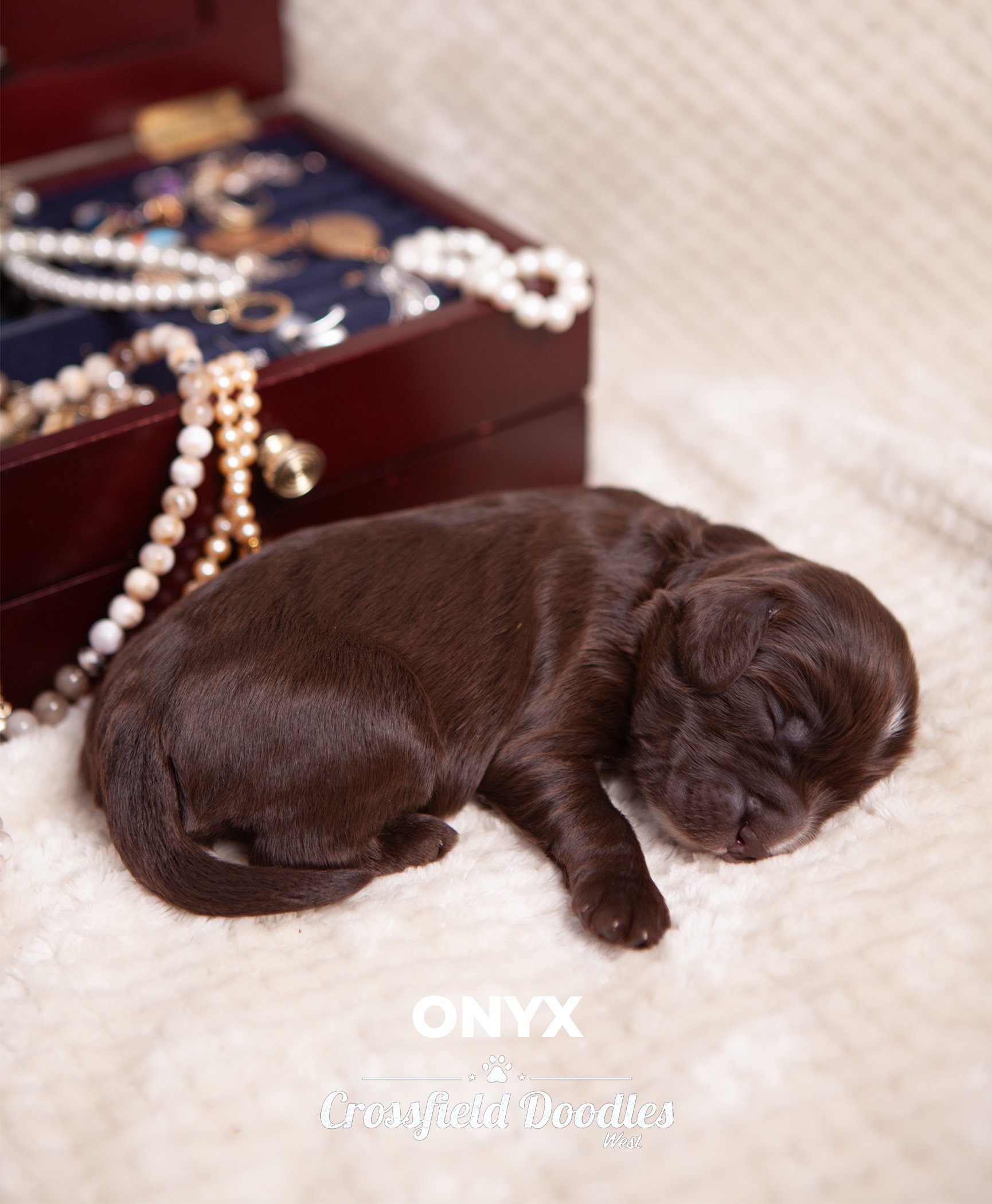 Onyx_EditWeek1.jpg