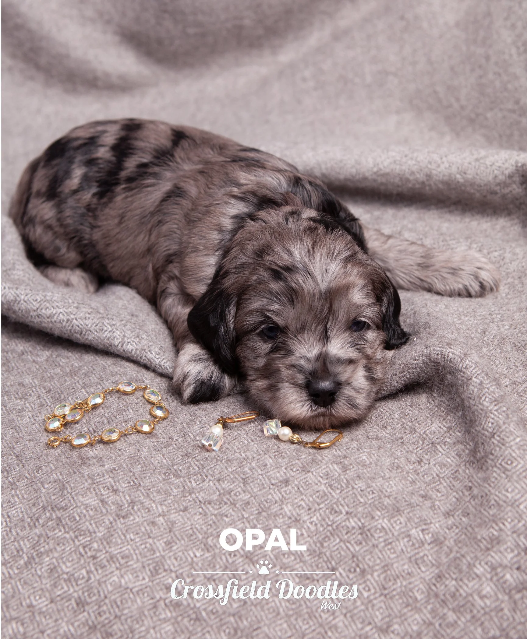 Week3_Opal.jpg