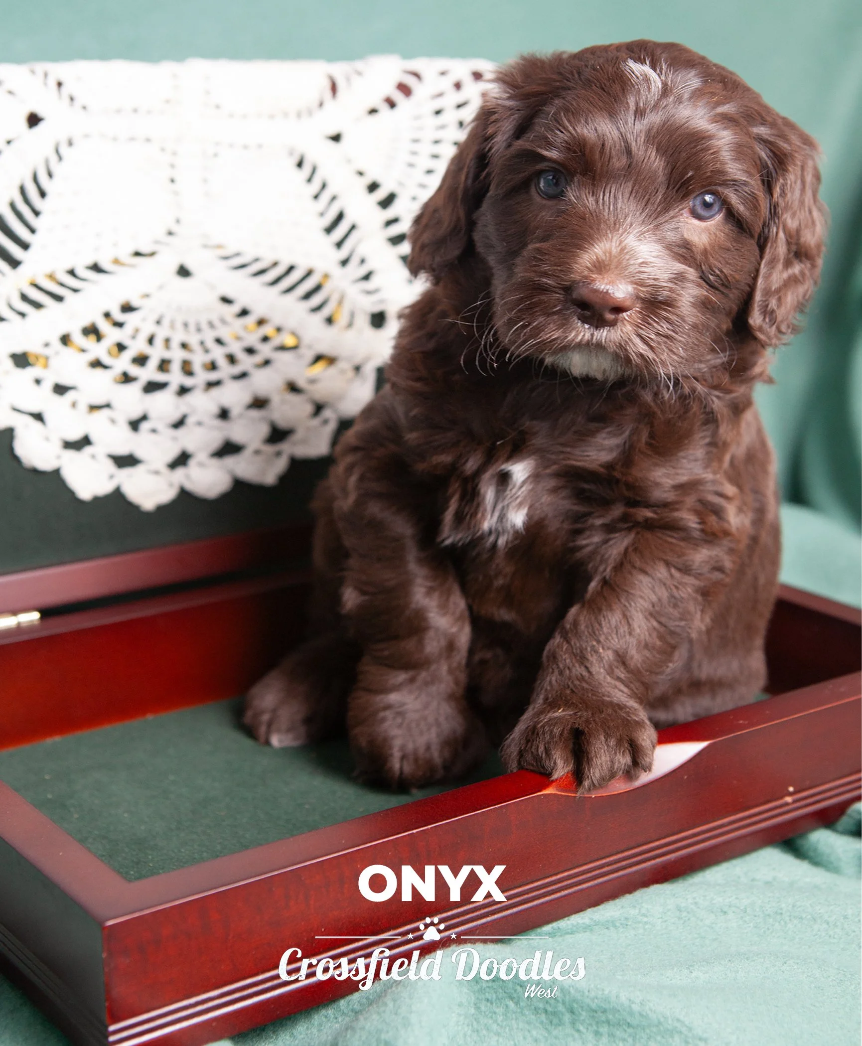 Onyx_Week5.jpg