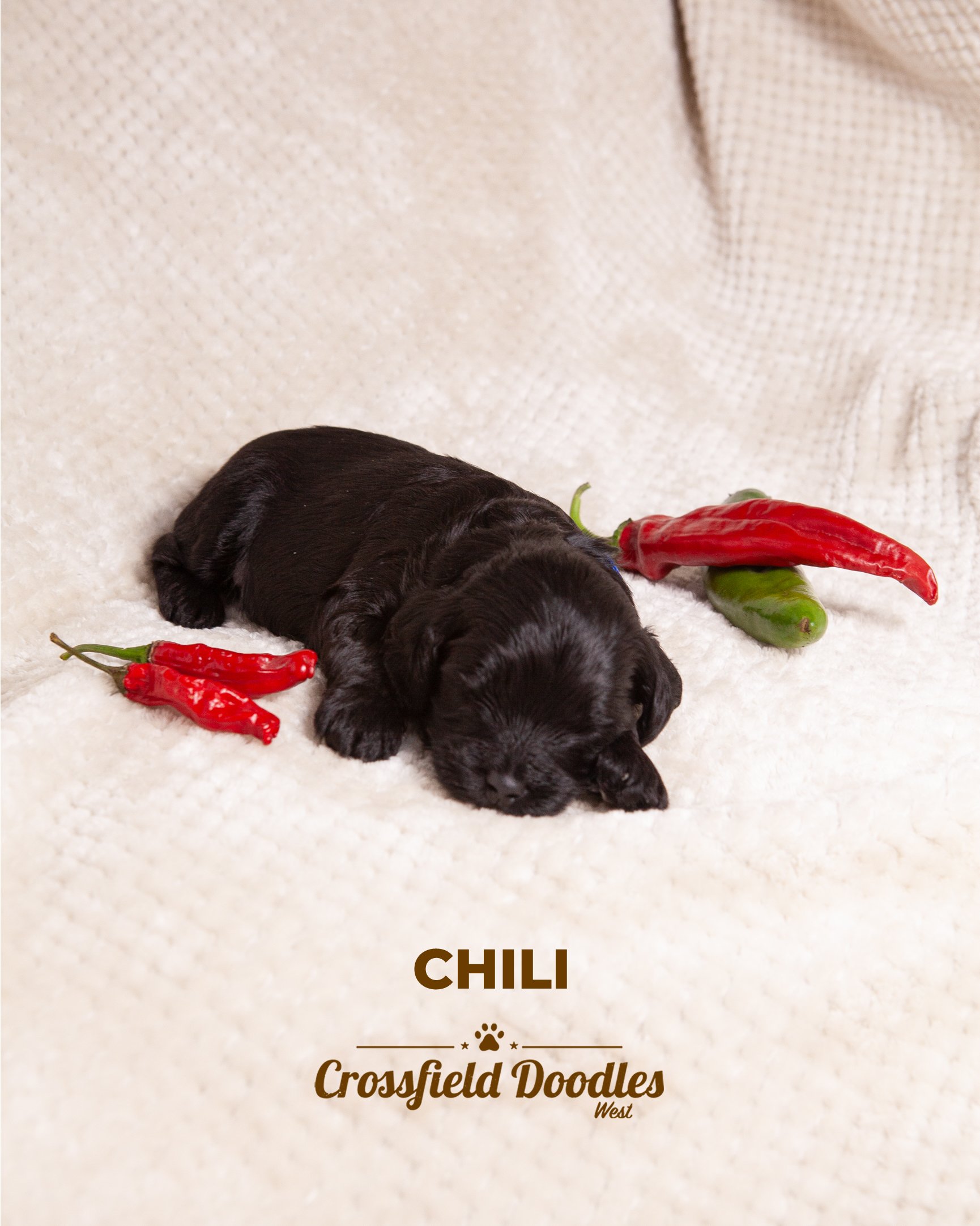 ChiliWeek3.jpg