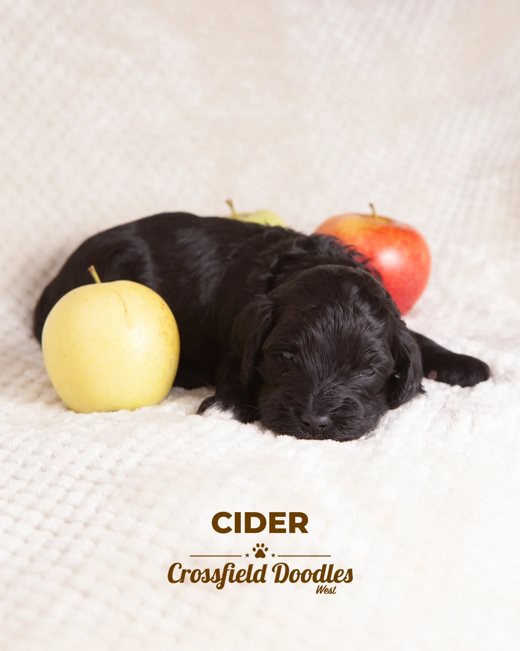 CiderWeek3.jpg