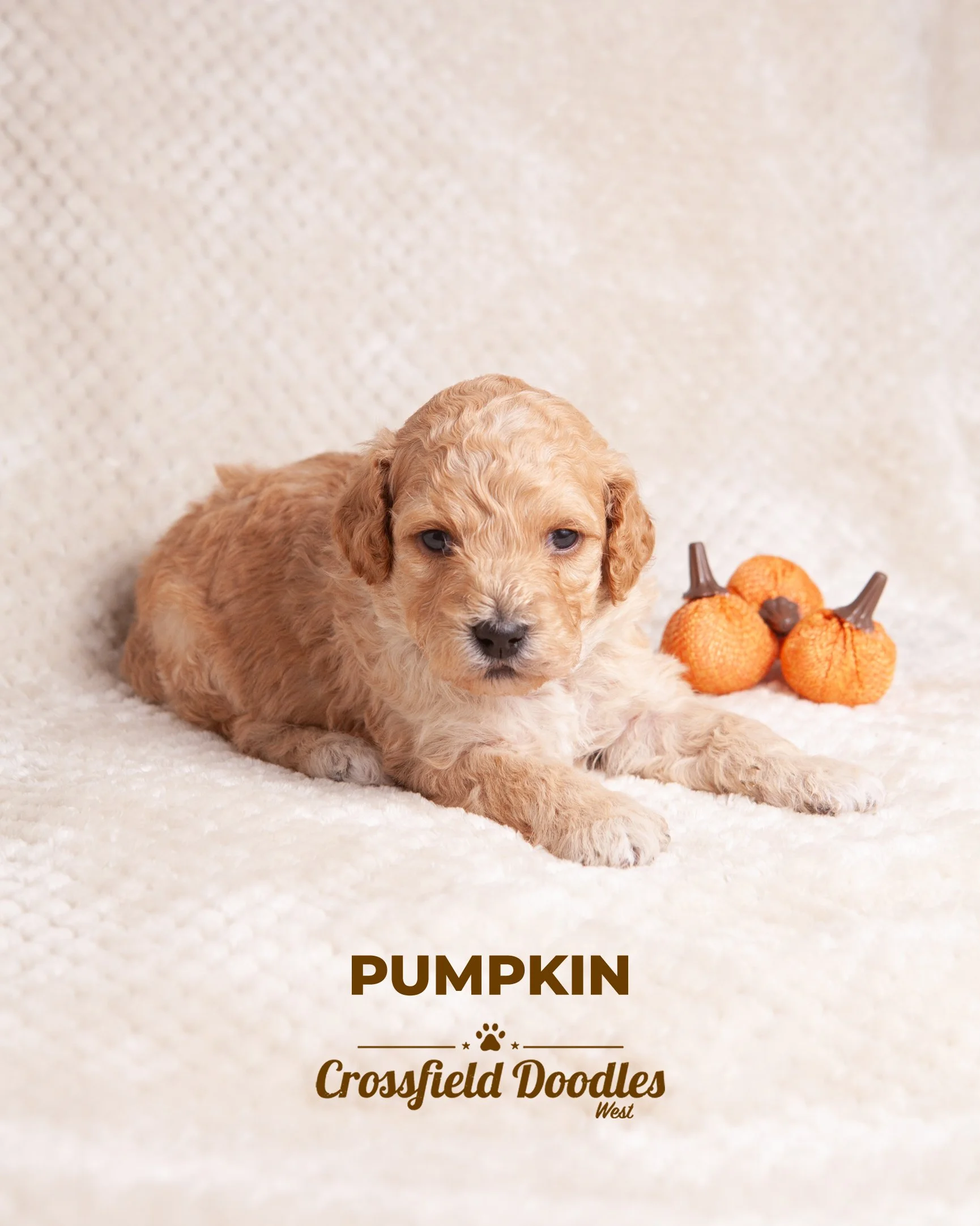 PumkinWeek3.jpg