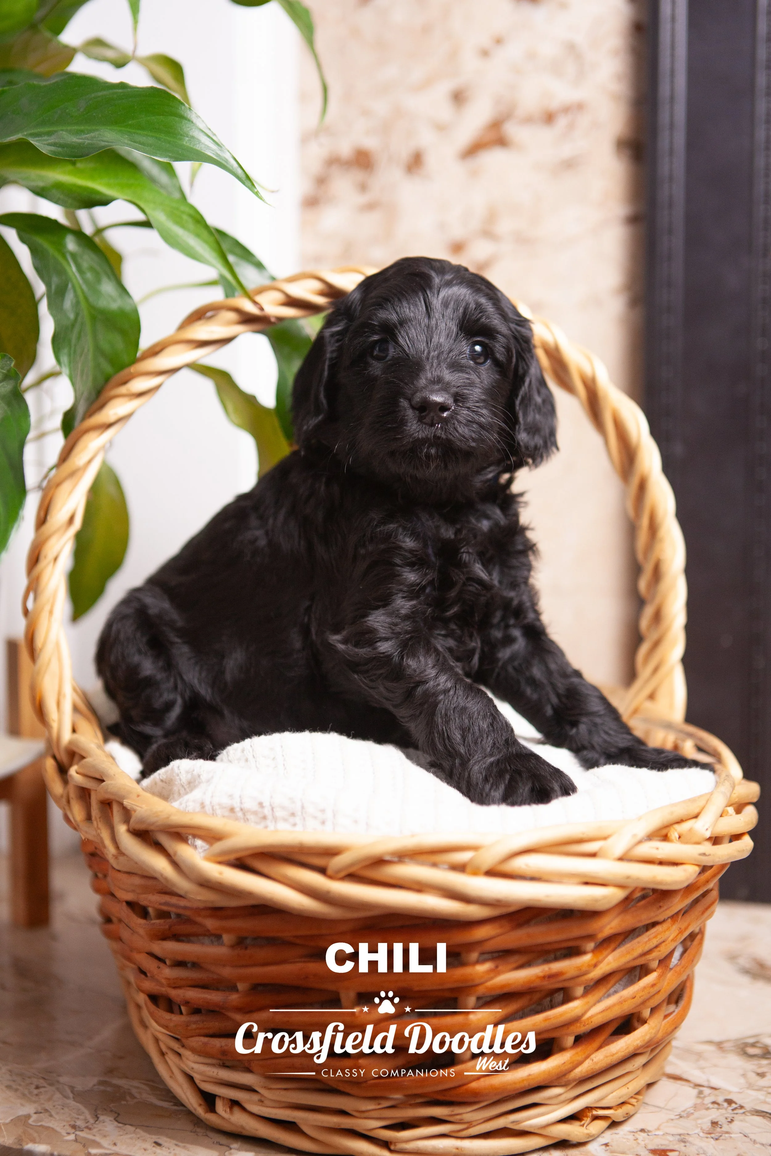 Chili_Week5.jpg