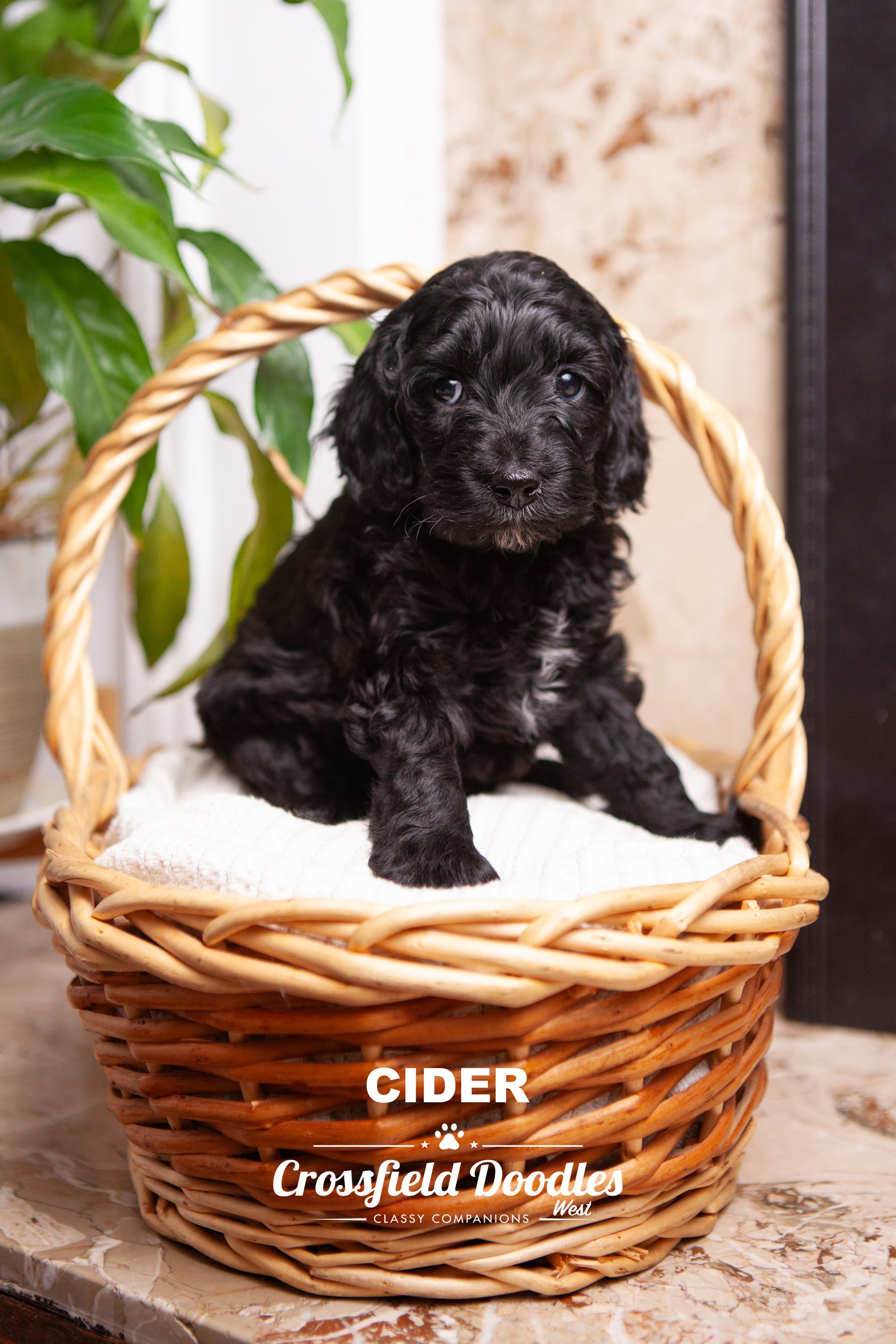 Cider_Week5.jpg