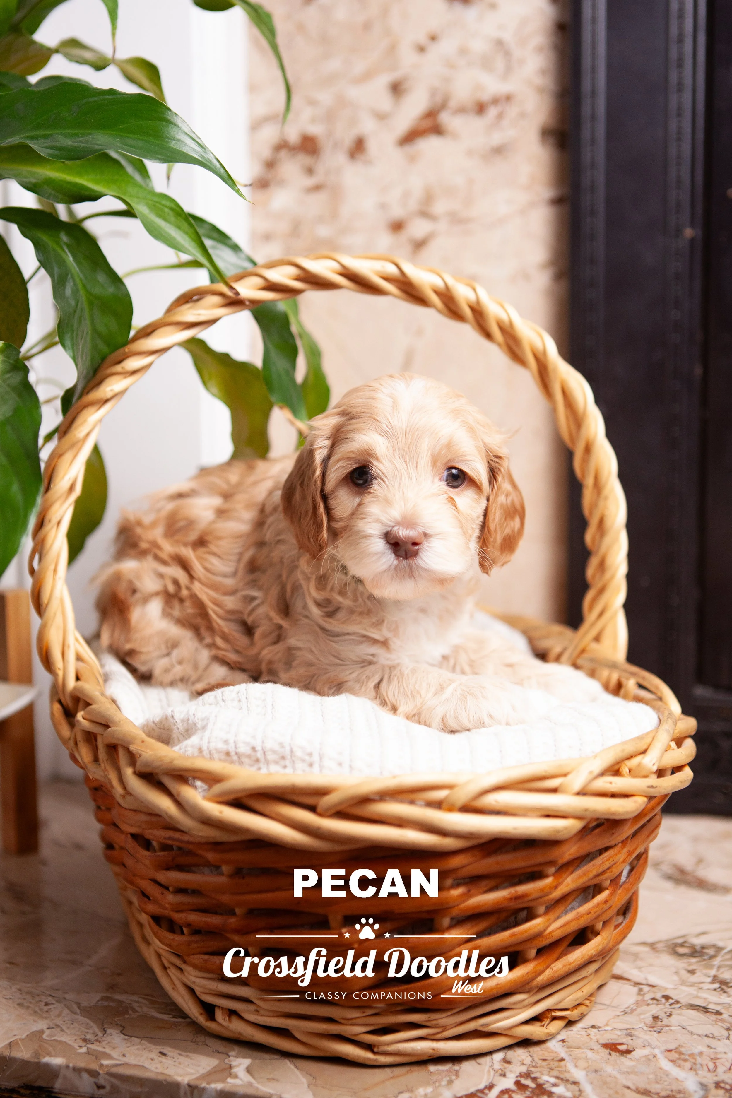 Pecan_Week5.jpg