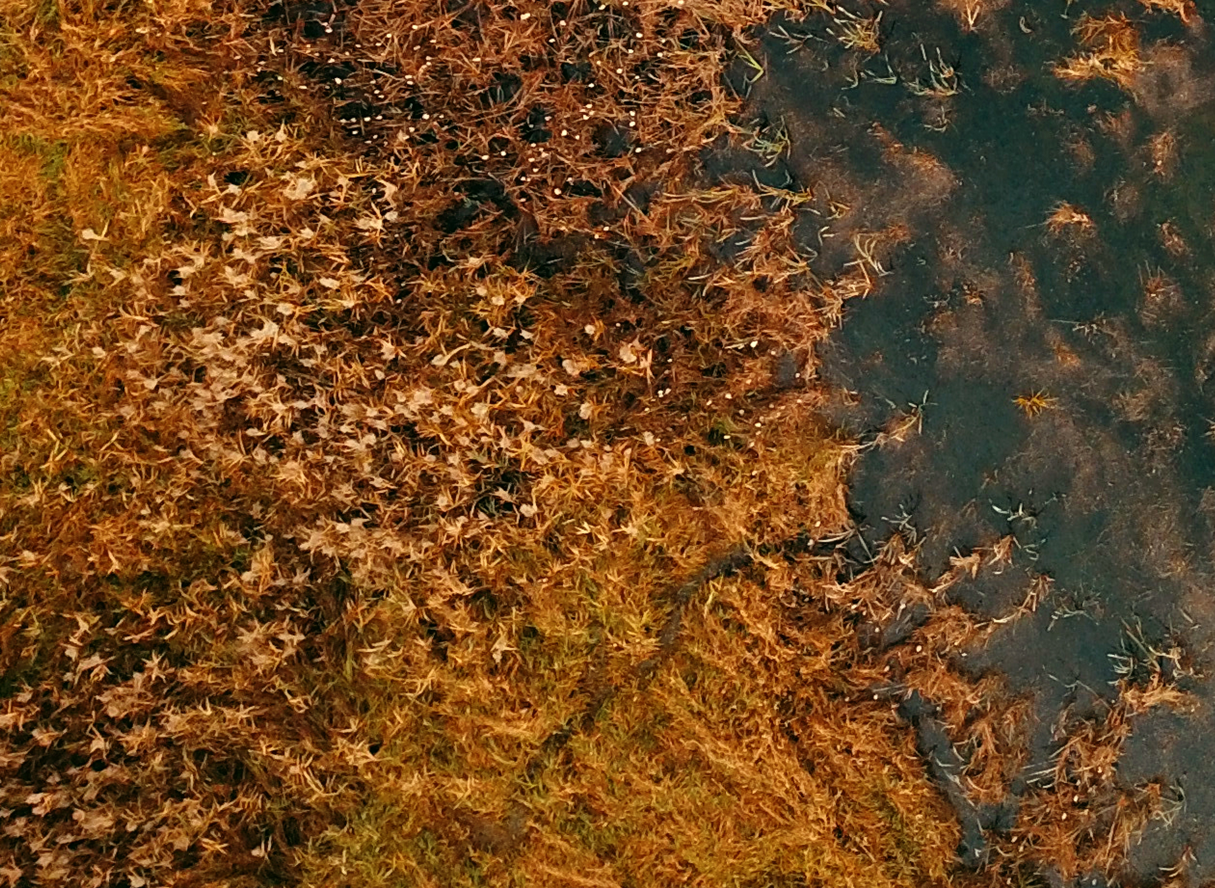 Autumn Hudson D 3.png