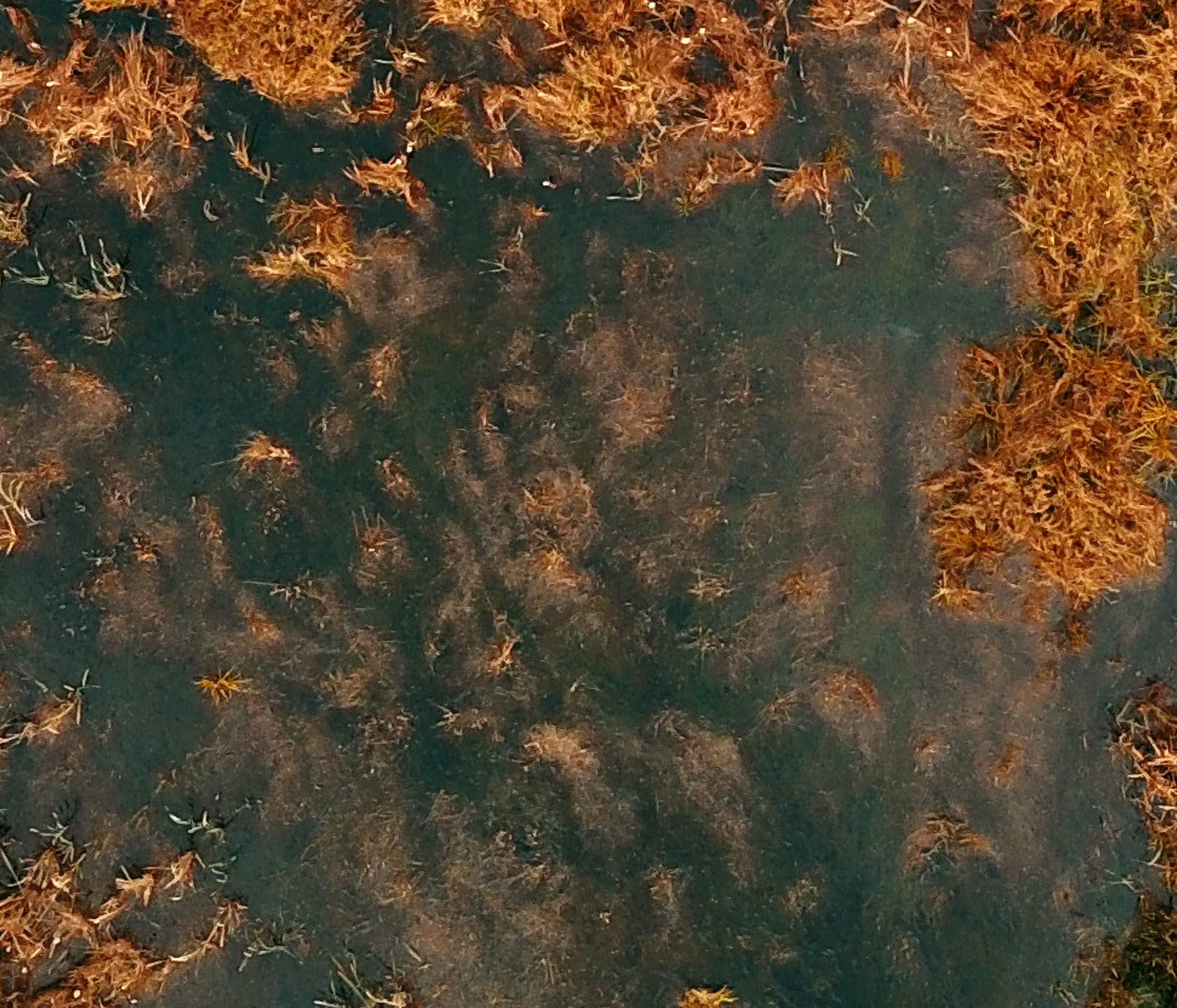 Autumn Hudson D 5.png