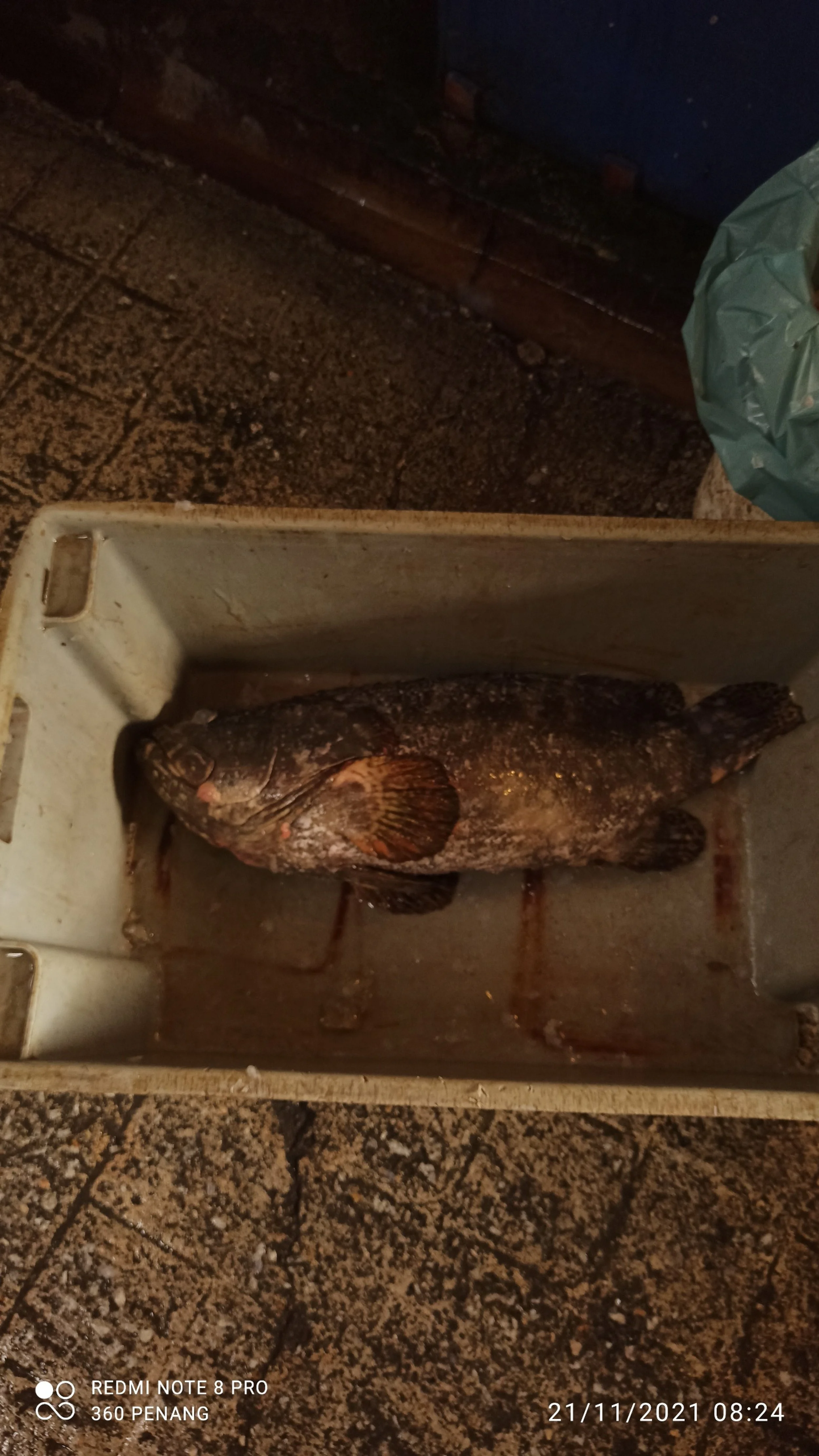 Fresh delivery of fish