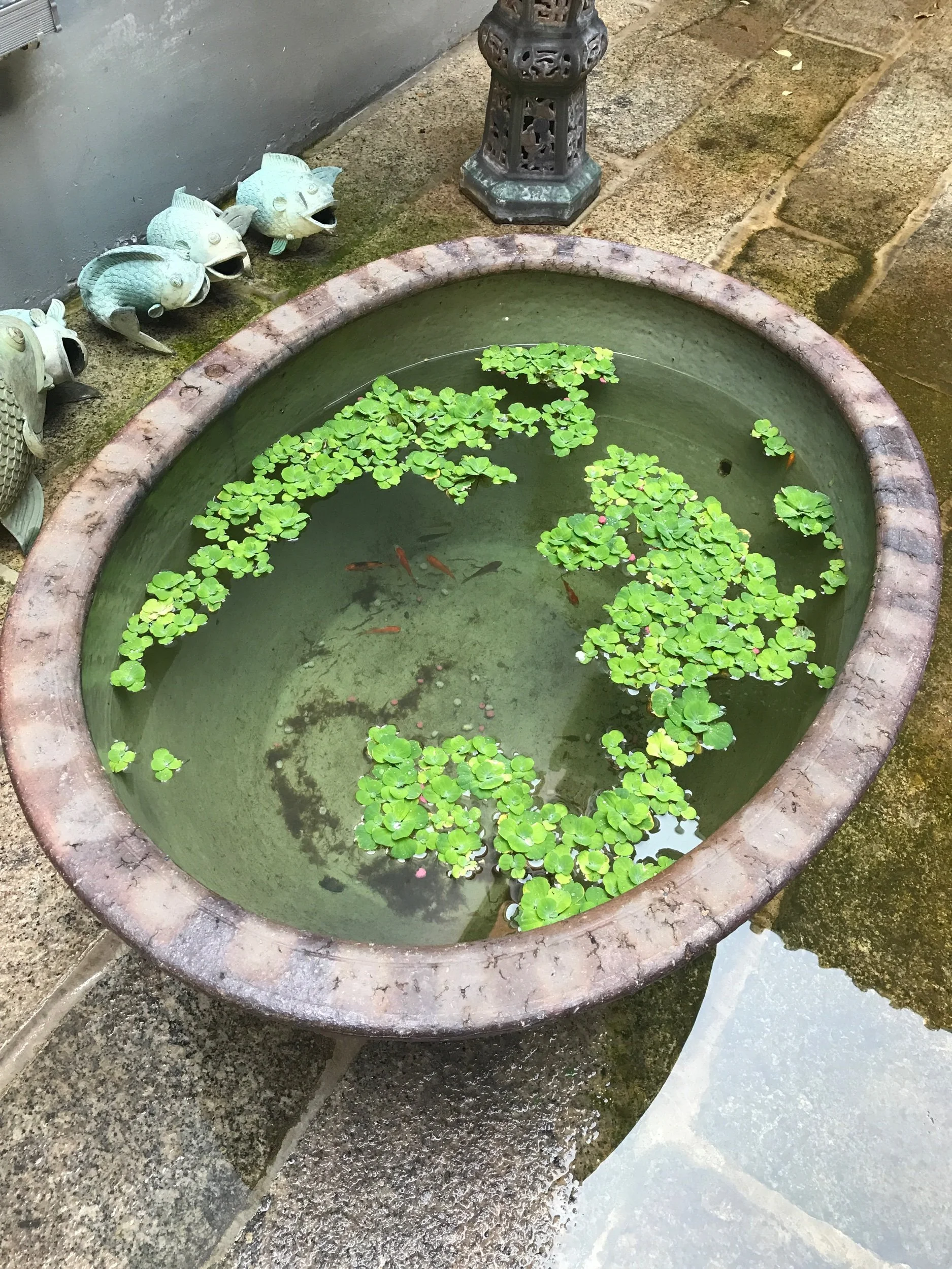 Fish in pot 