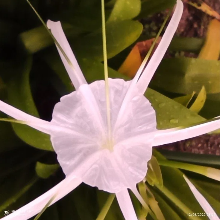 Flower close up