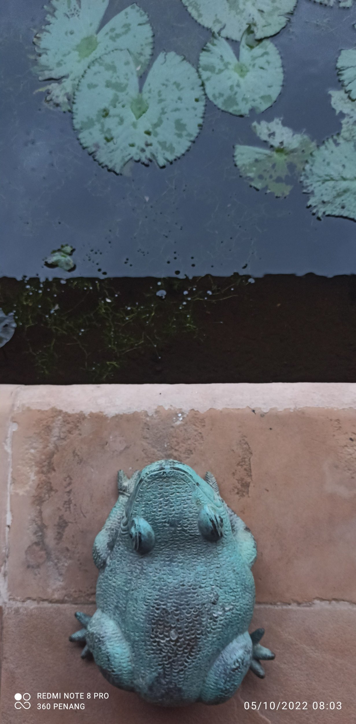 Detail of frog statue 