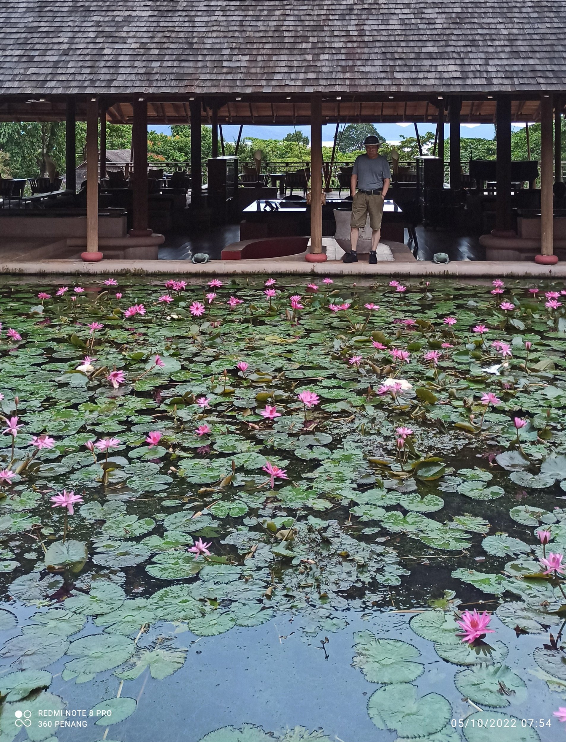 Lotus pond 
