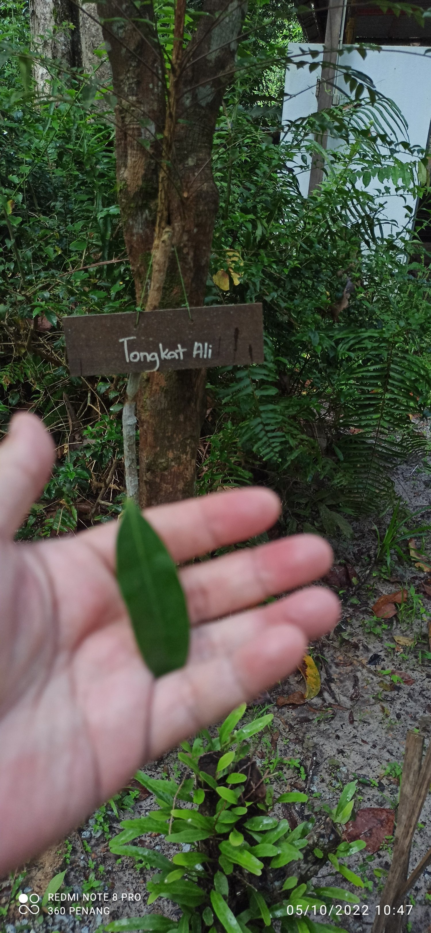 Leaf from Tongkat Ali plant , Malaysia's natural Viagra