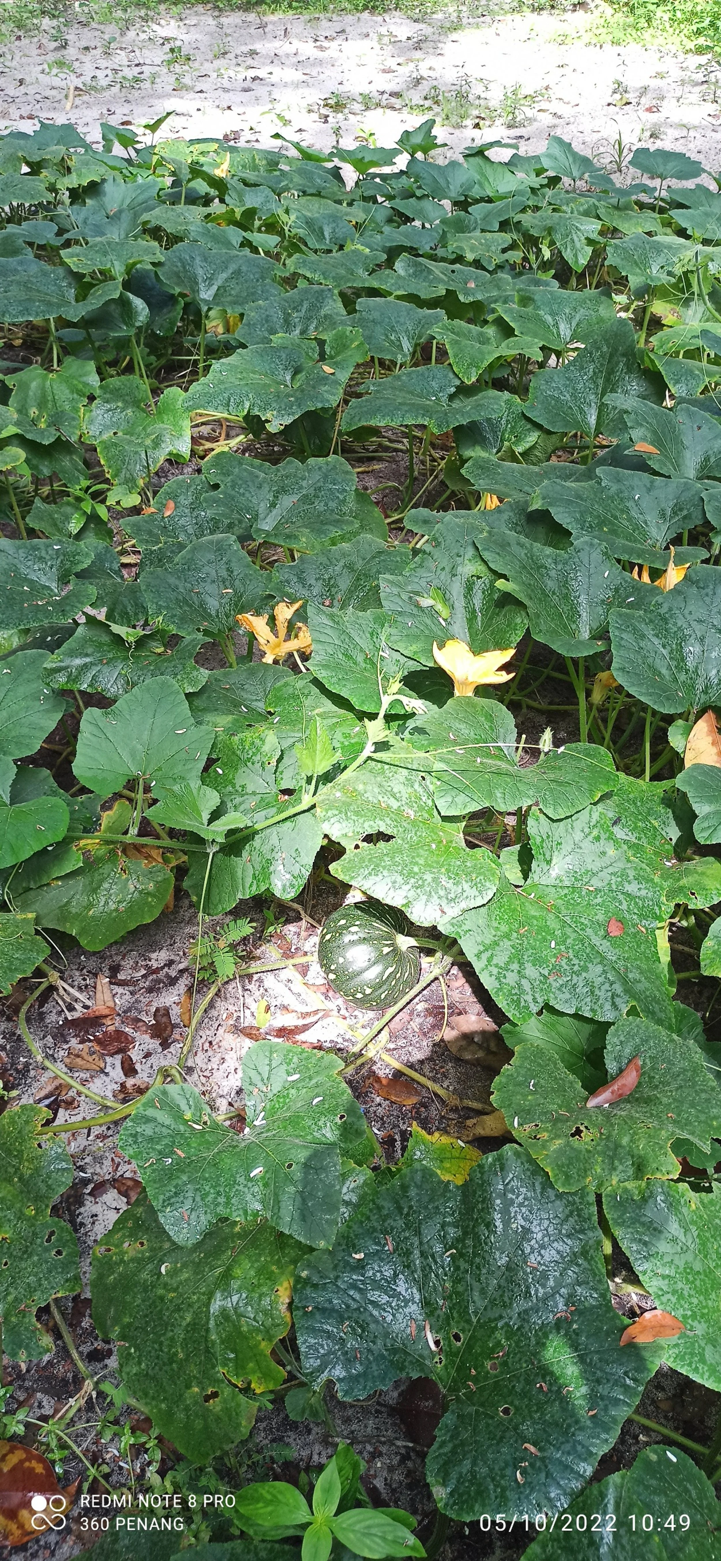 Pumpkin patch