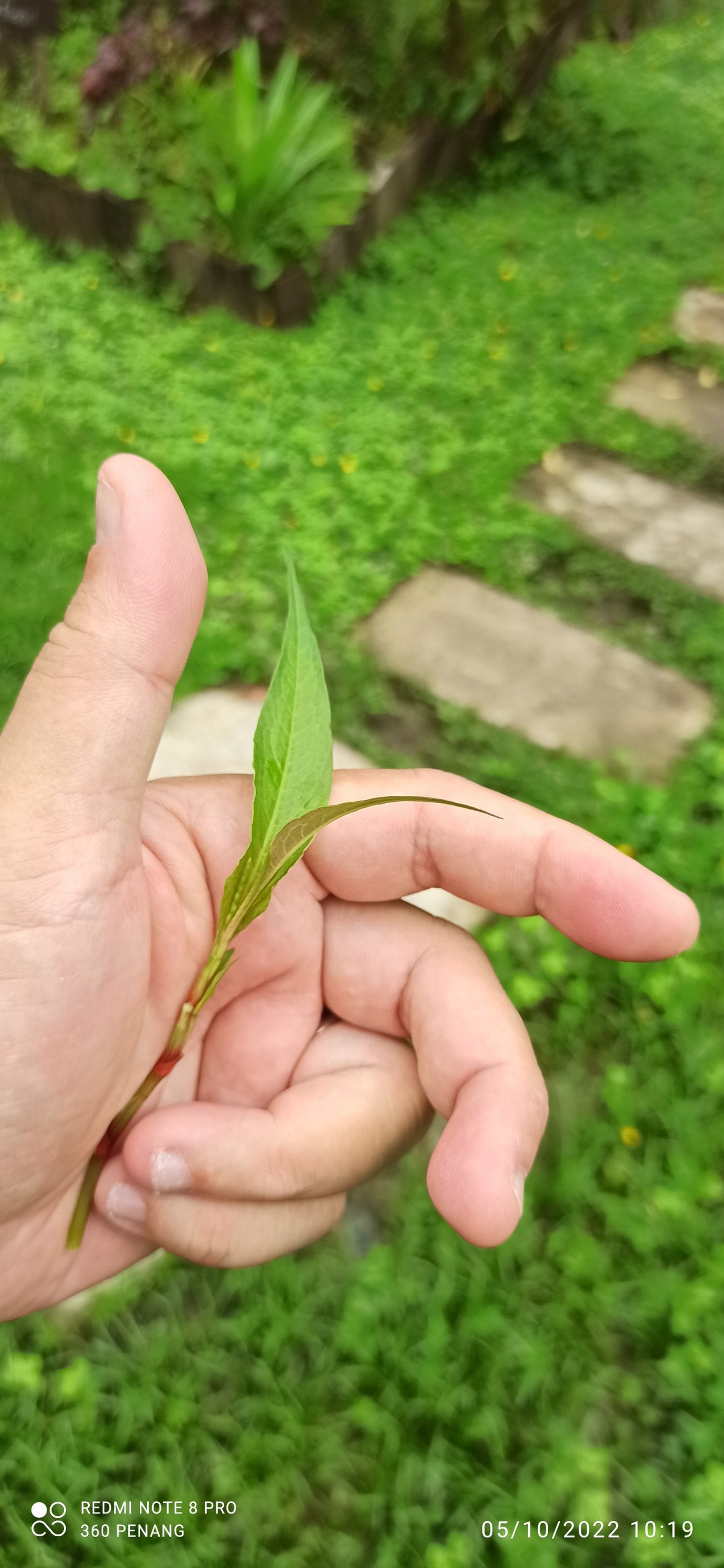 Laksa leaf