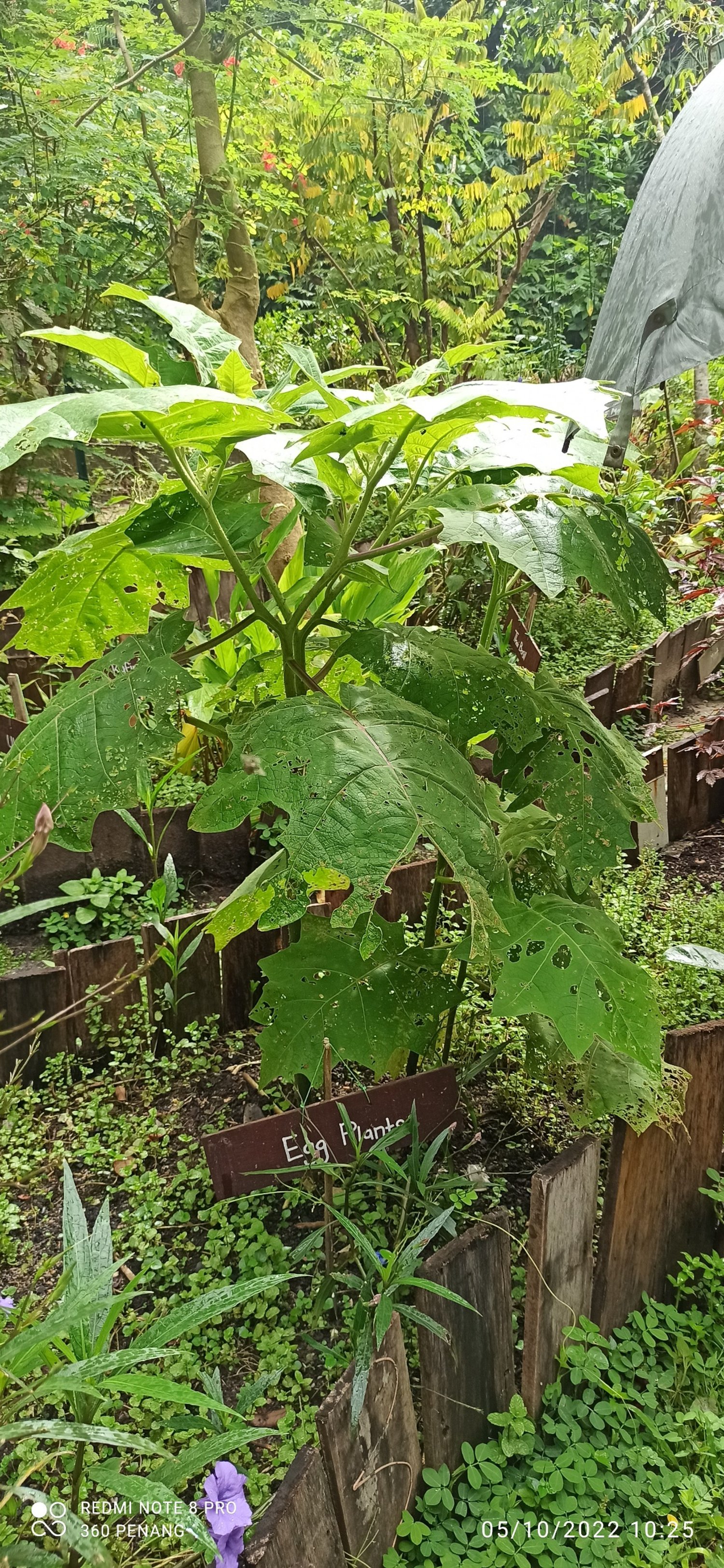 Eggplants planted to encourage ladybugs that eat aphids 