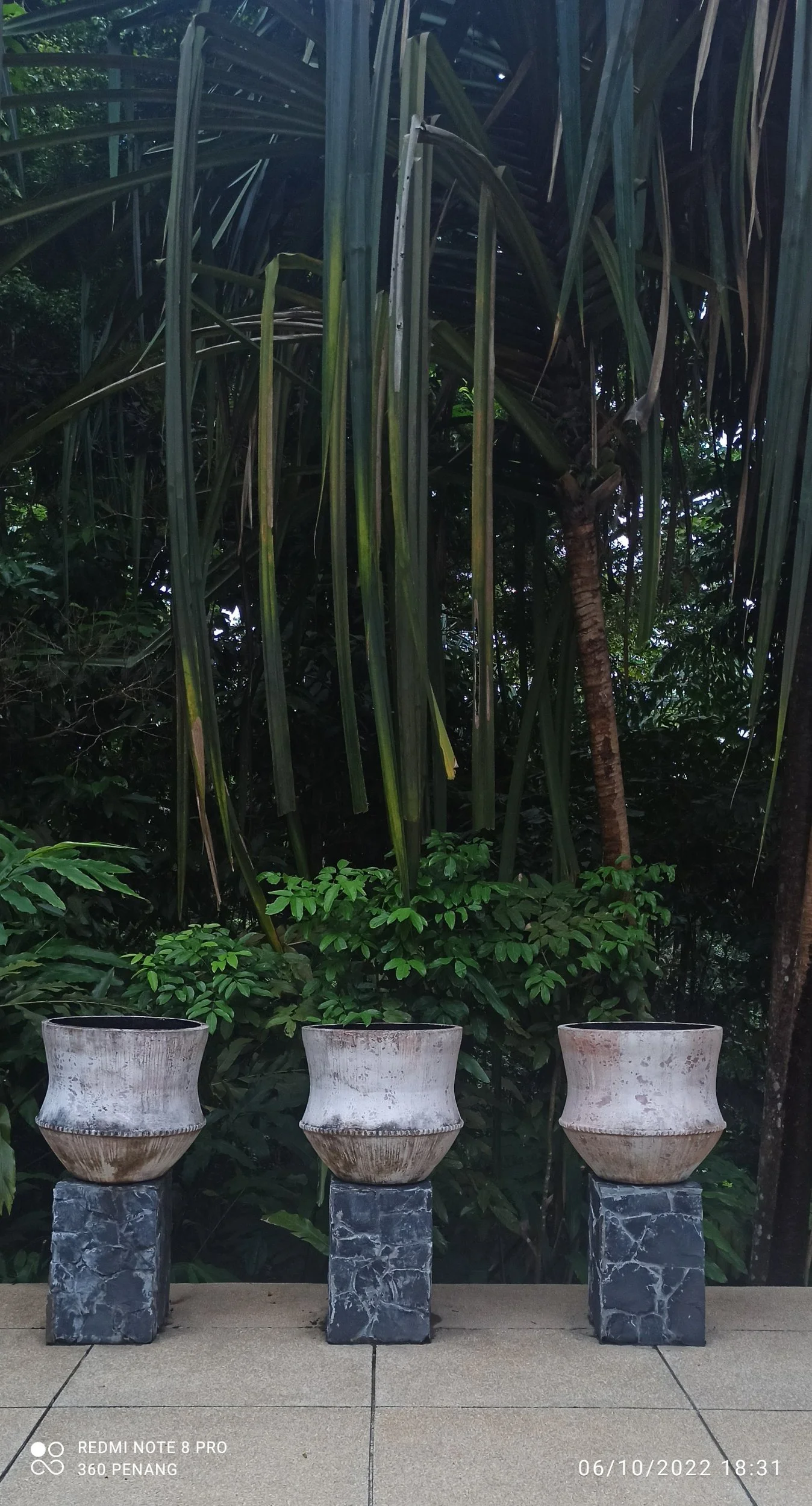 Vases with ferns