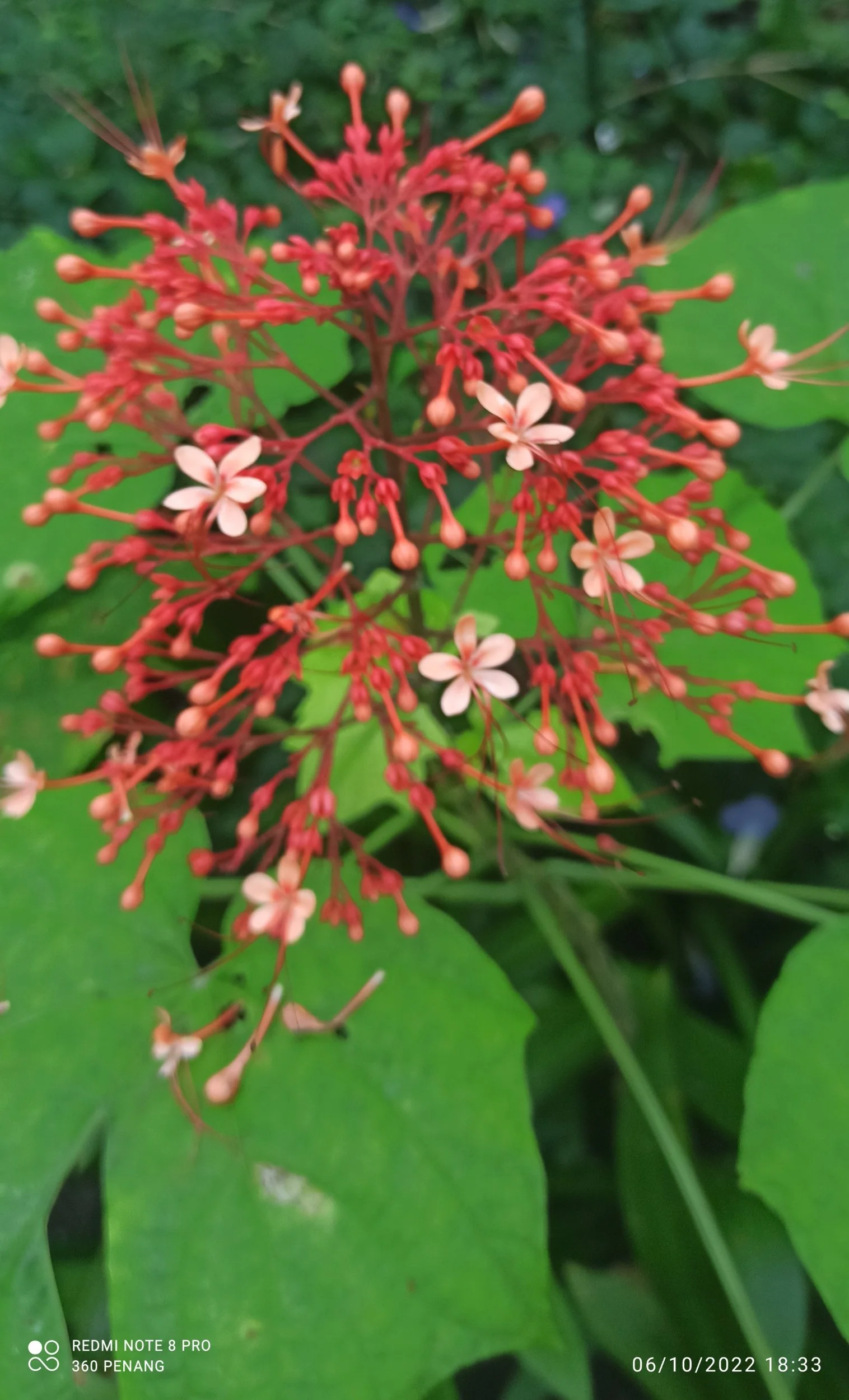 Flowers at Butterfly Walk