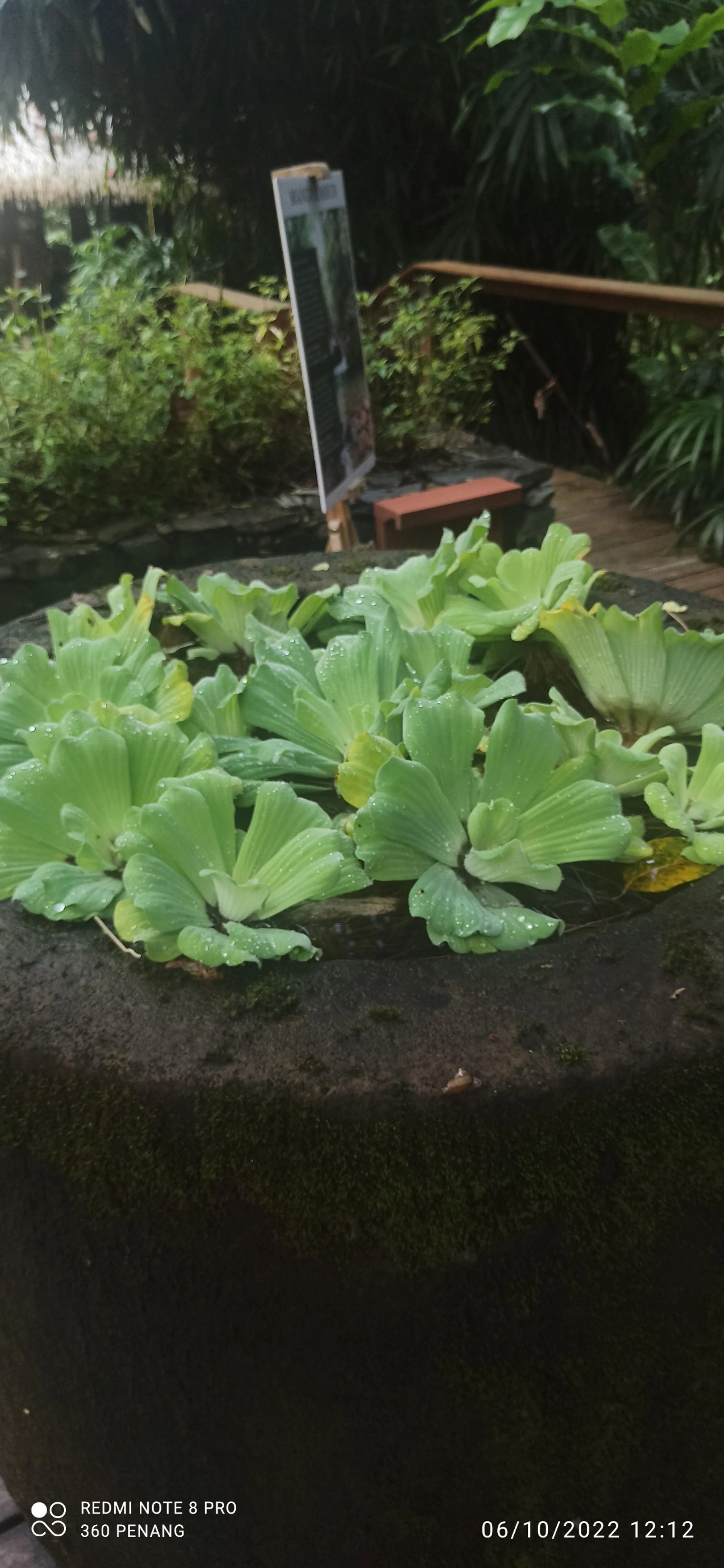 Water hyacinths