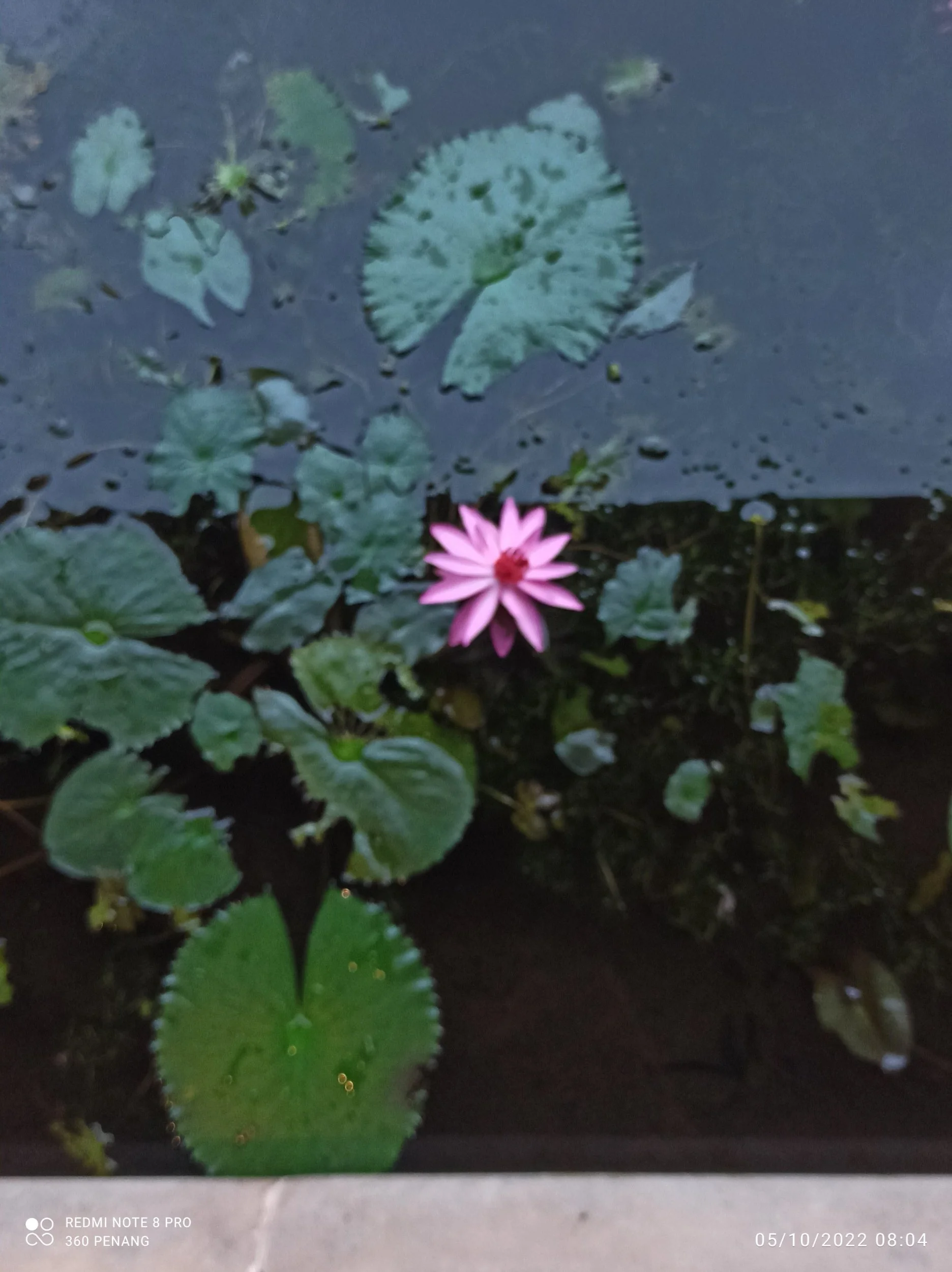 Lotus pond