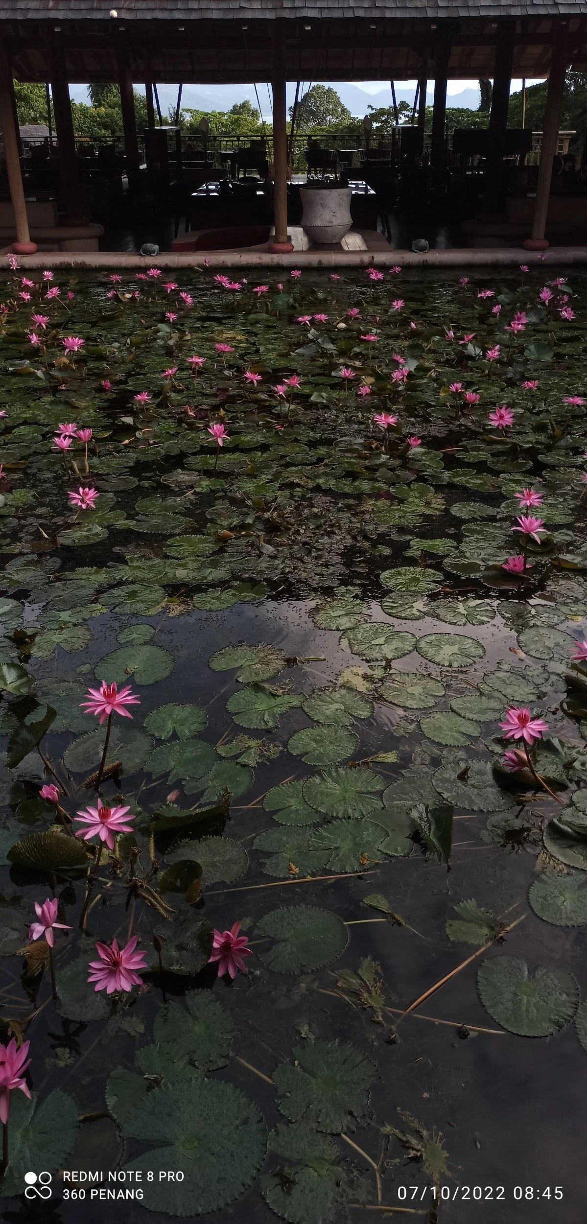 Lotus pond
