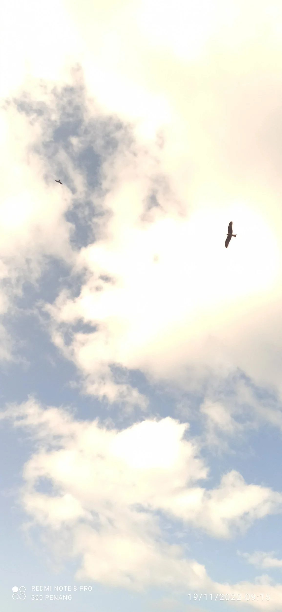 Soaring Eagle @ Victoria Road